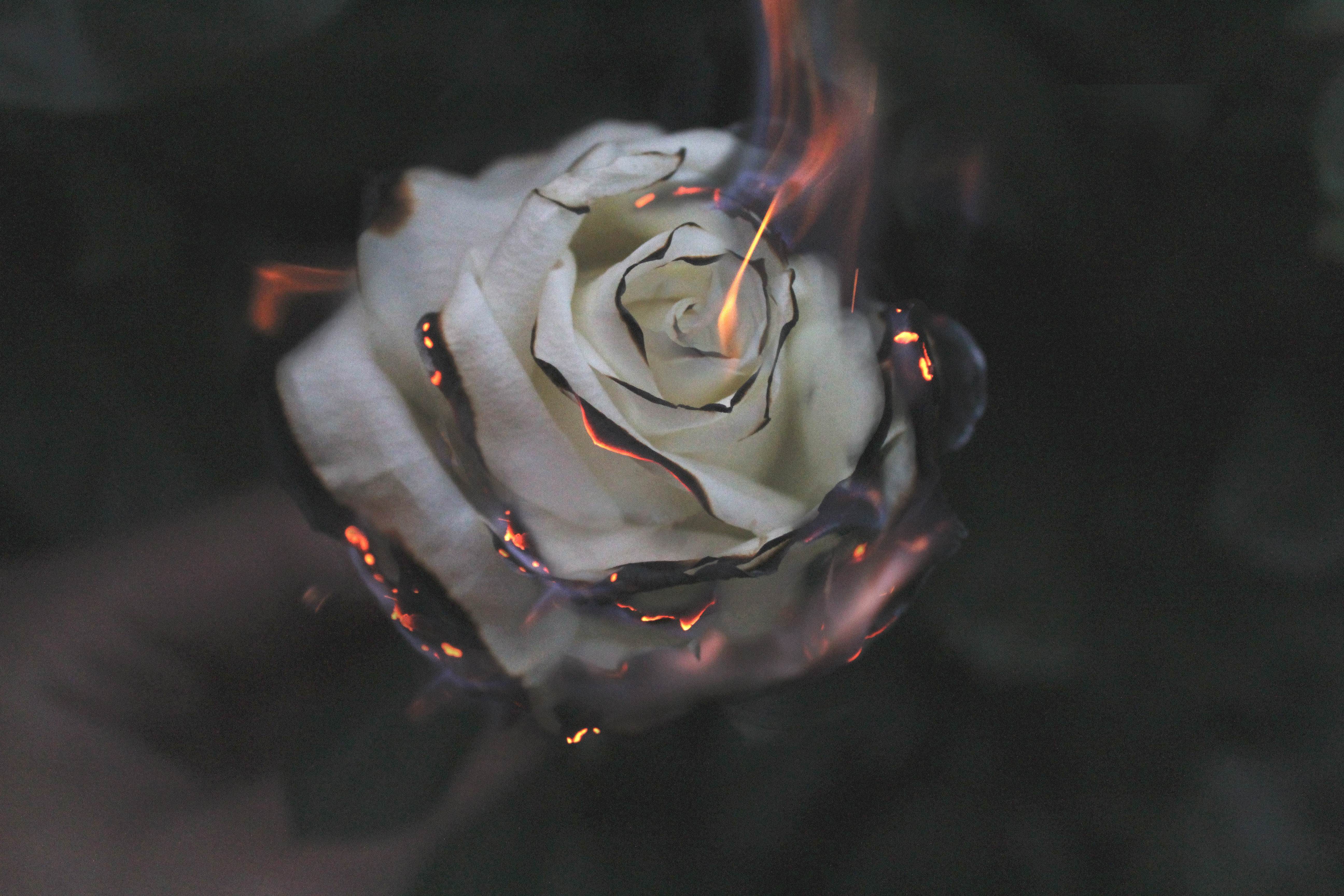 Rose Fire Photography Smoke 1600x900 Resolution HD 4k Wallpaper, Image, Background, Photo and Picture