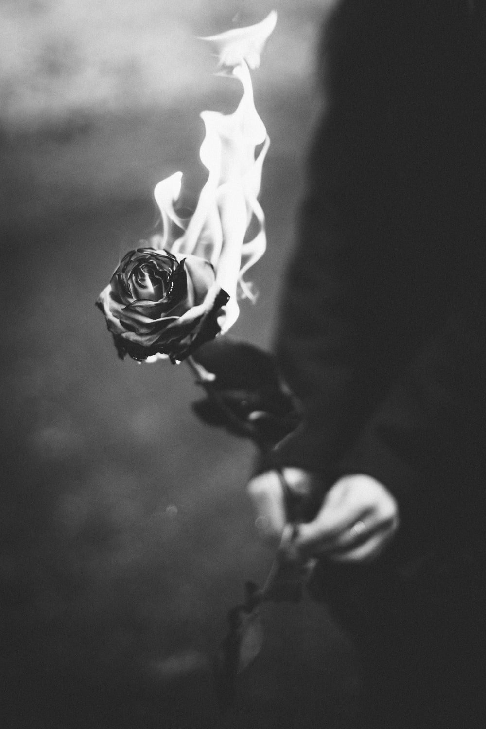 Rose On Fire Picture. Download Free Image