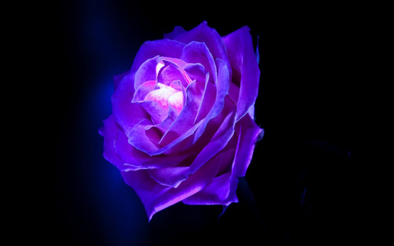 Free download Purple Rose Flowers [1280x800] for your Desktop, Mobile & Tablet. Explore Purple Rose Background. Free Wallpaper of Purple Roses, Beautiful Purple Roses Wallpaper, Purple Rose Wallpaper Desktop