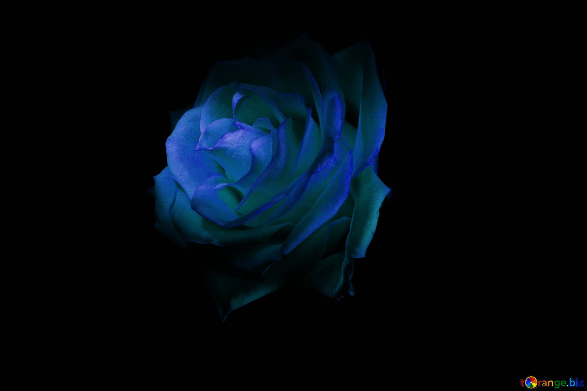 На. Черном фоне голубая роза с рукой