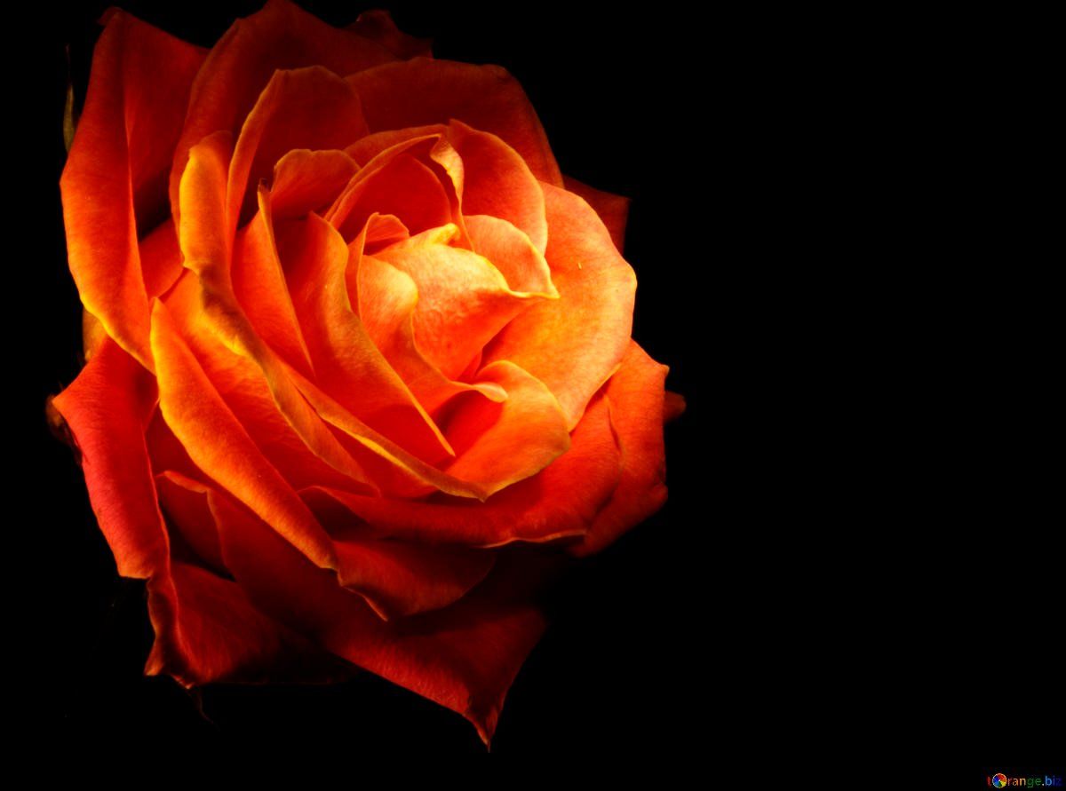 Rose Wallpaper With Fire