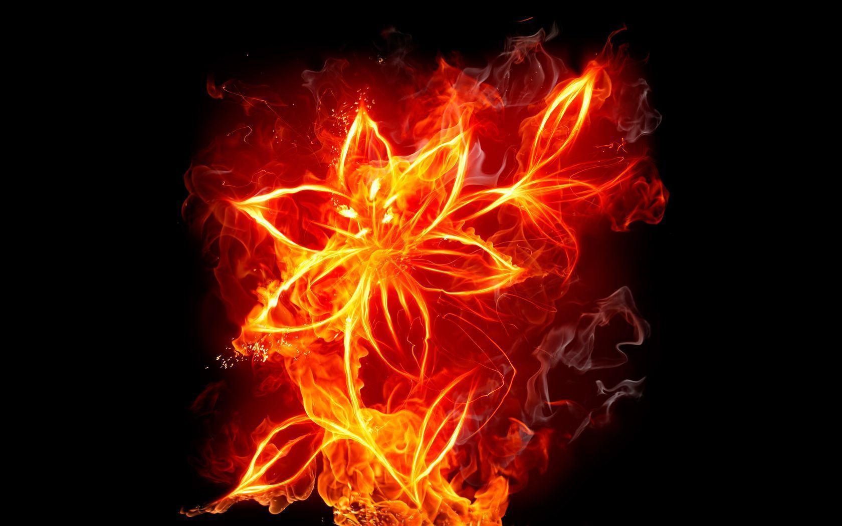 Rose On Fire HD Background