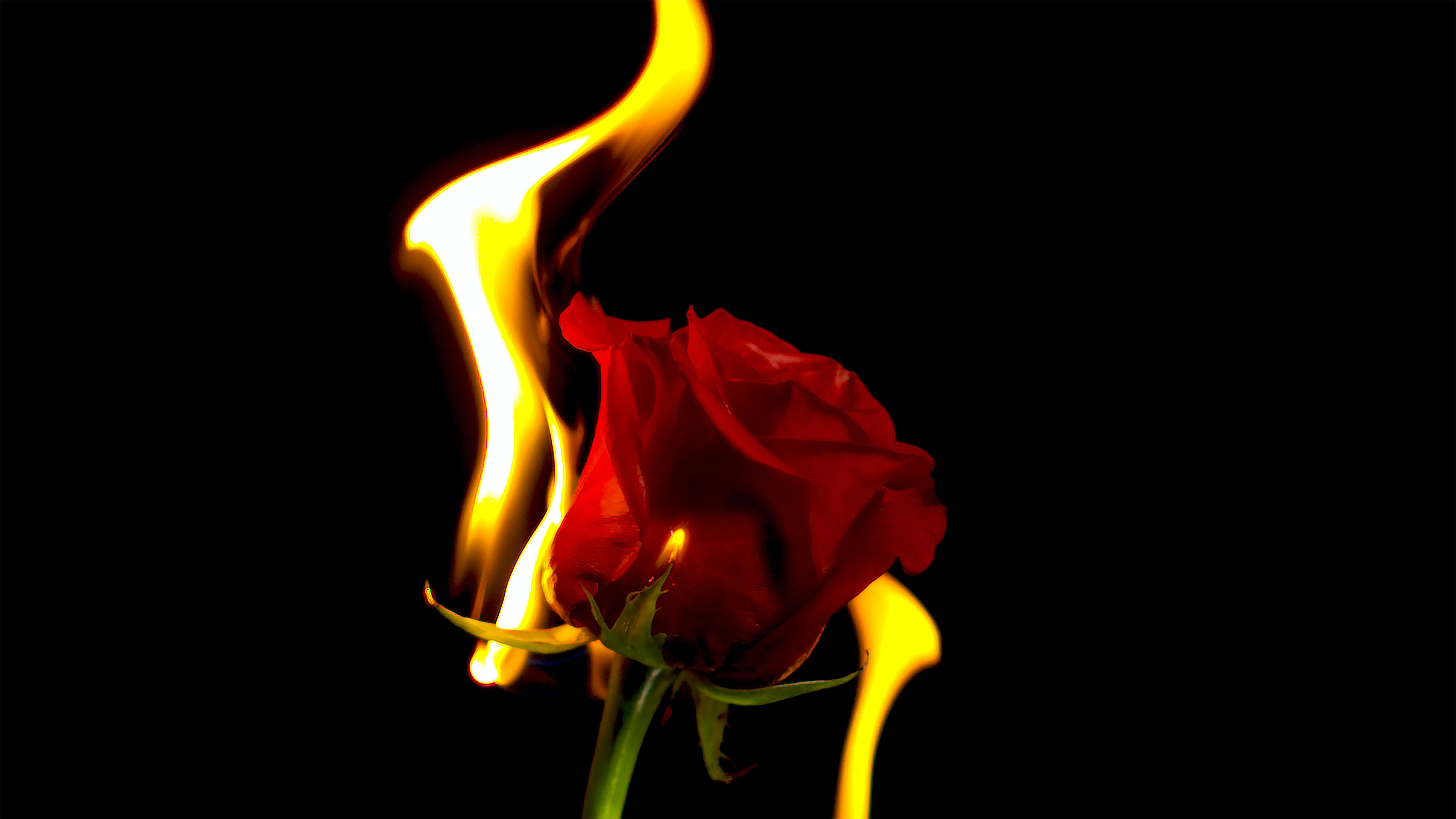 Fire Rose Picture Download Free