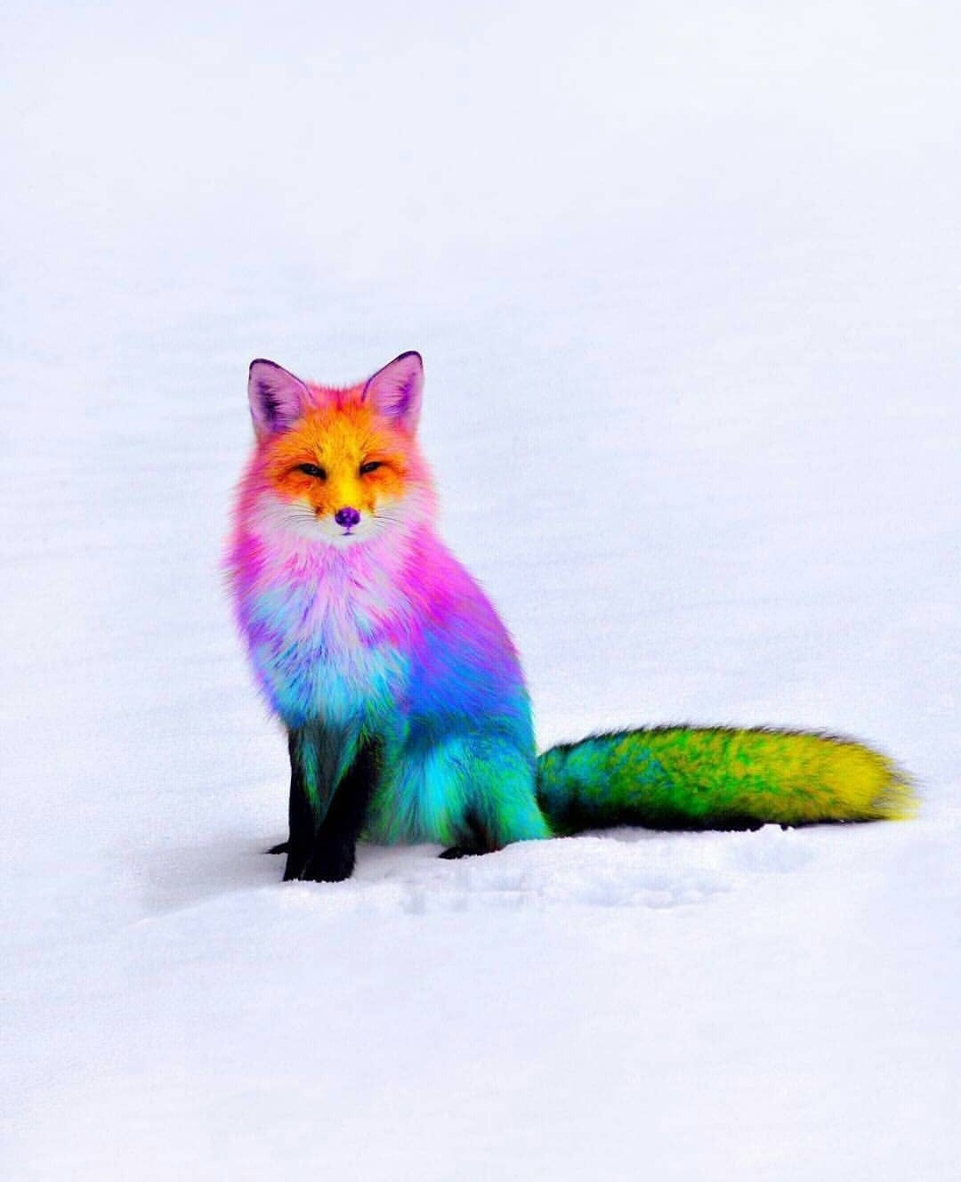 fabulous rainbow fox. Cute animals, Animals, Colorful animals