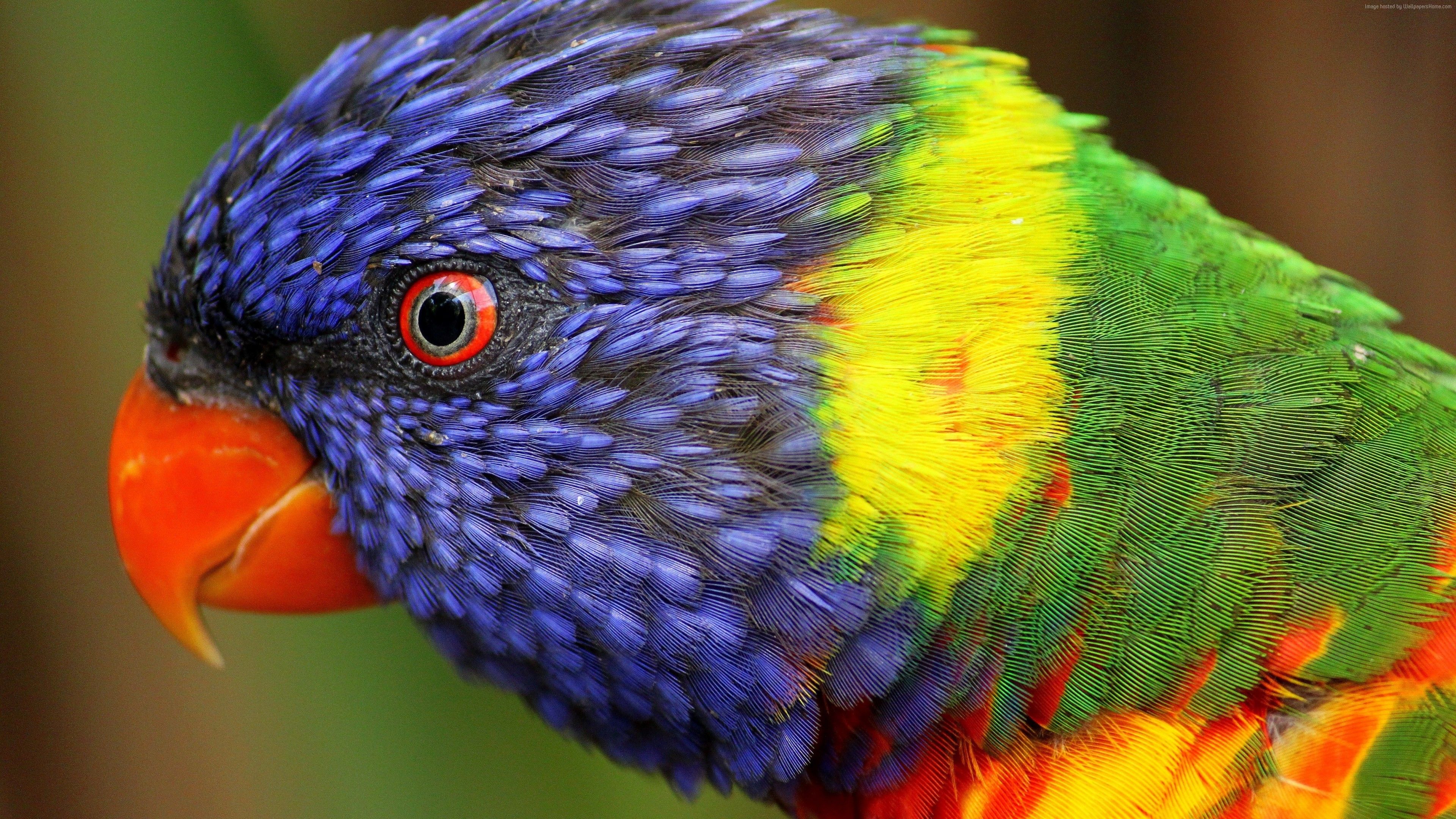 Wallpaper rainbow parrot, beautiful, colorful animals, exotic birds, Animals Wallpaper Download Resolution 4K Wallpaper