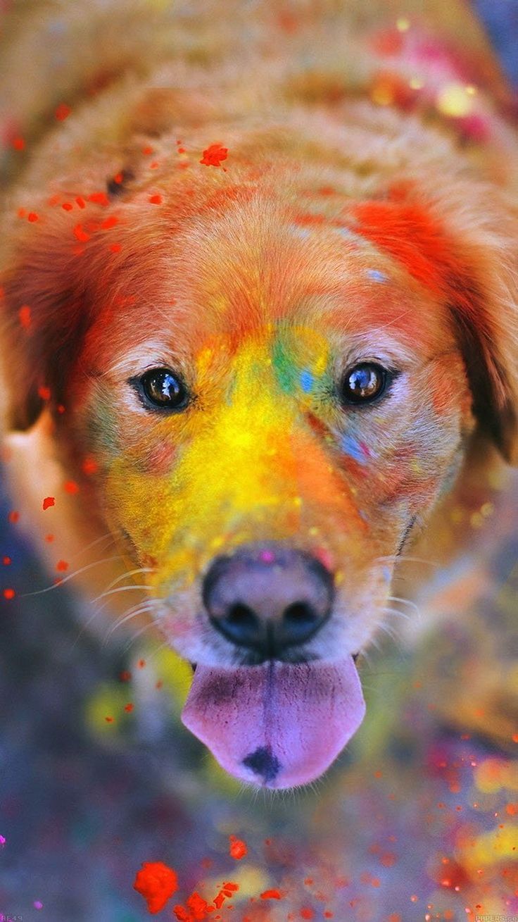 Rainbow dusted pupper. Cute dogs, Cute animals, Animals
