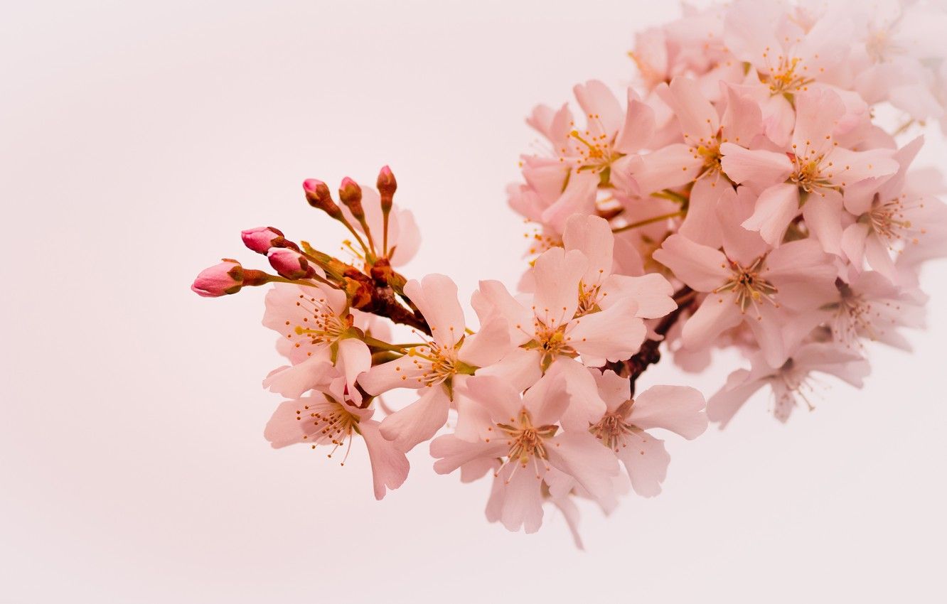 Wallpaper flowers, branch, spring, Sakura, light background, flowering, pale pink image for desktop, section цветы