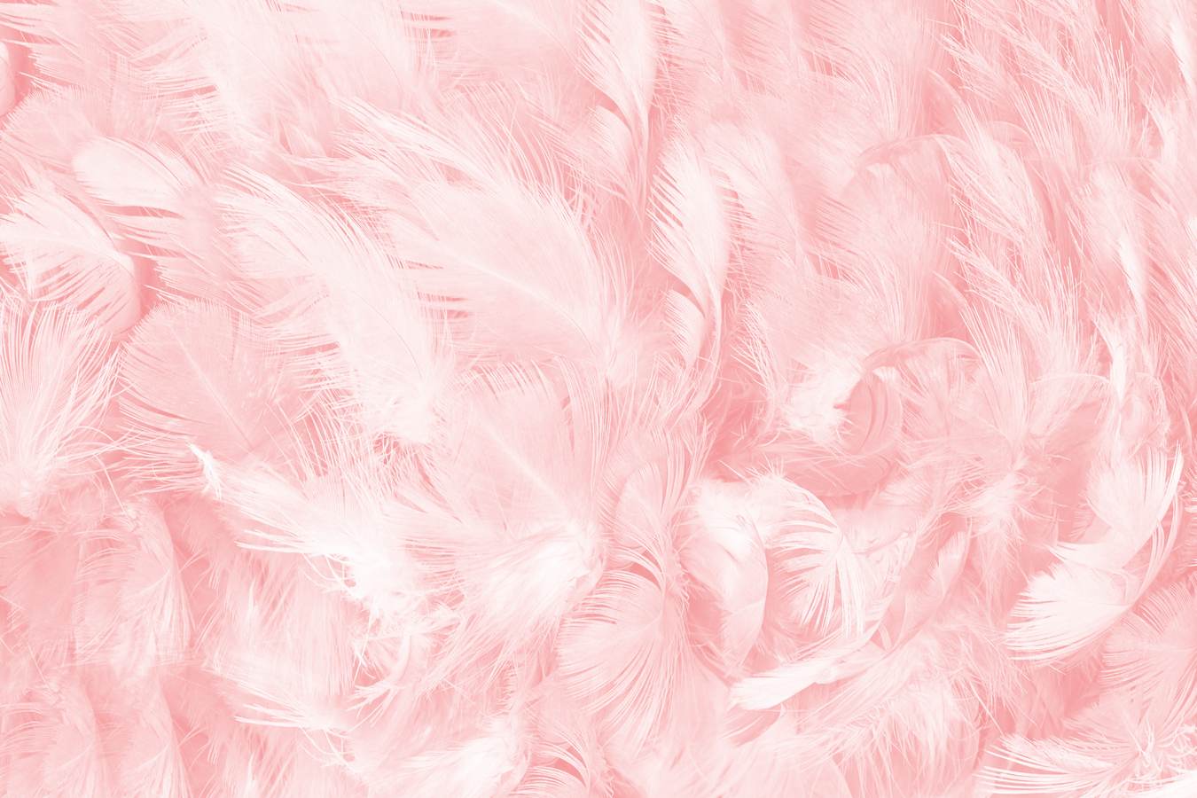Wallpaper, Pale Pink Feathers