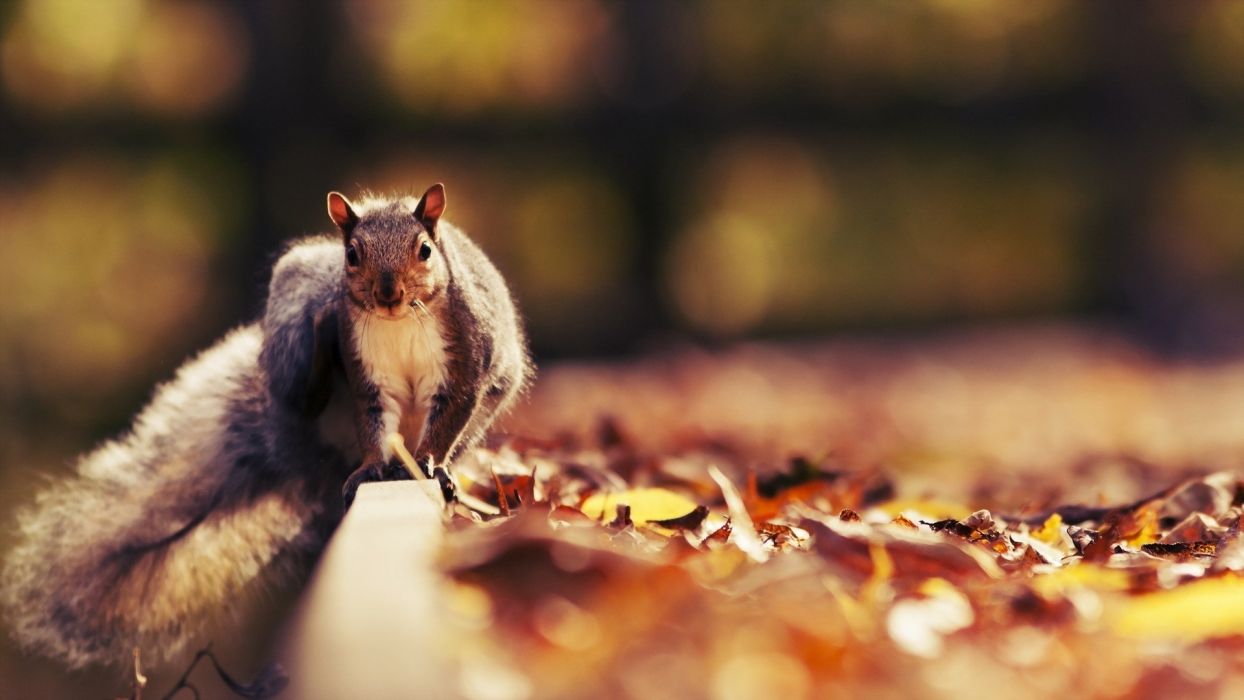Nature animals leaves squirrels autumn wallpaperx1080