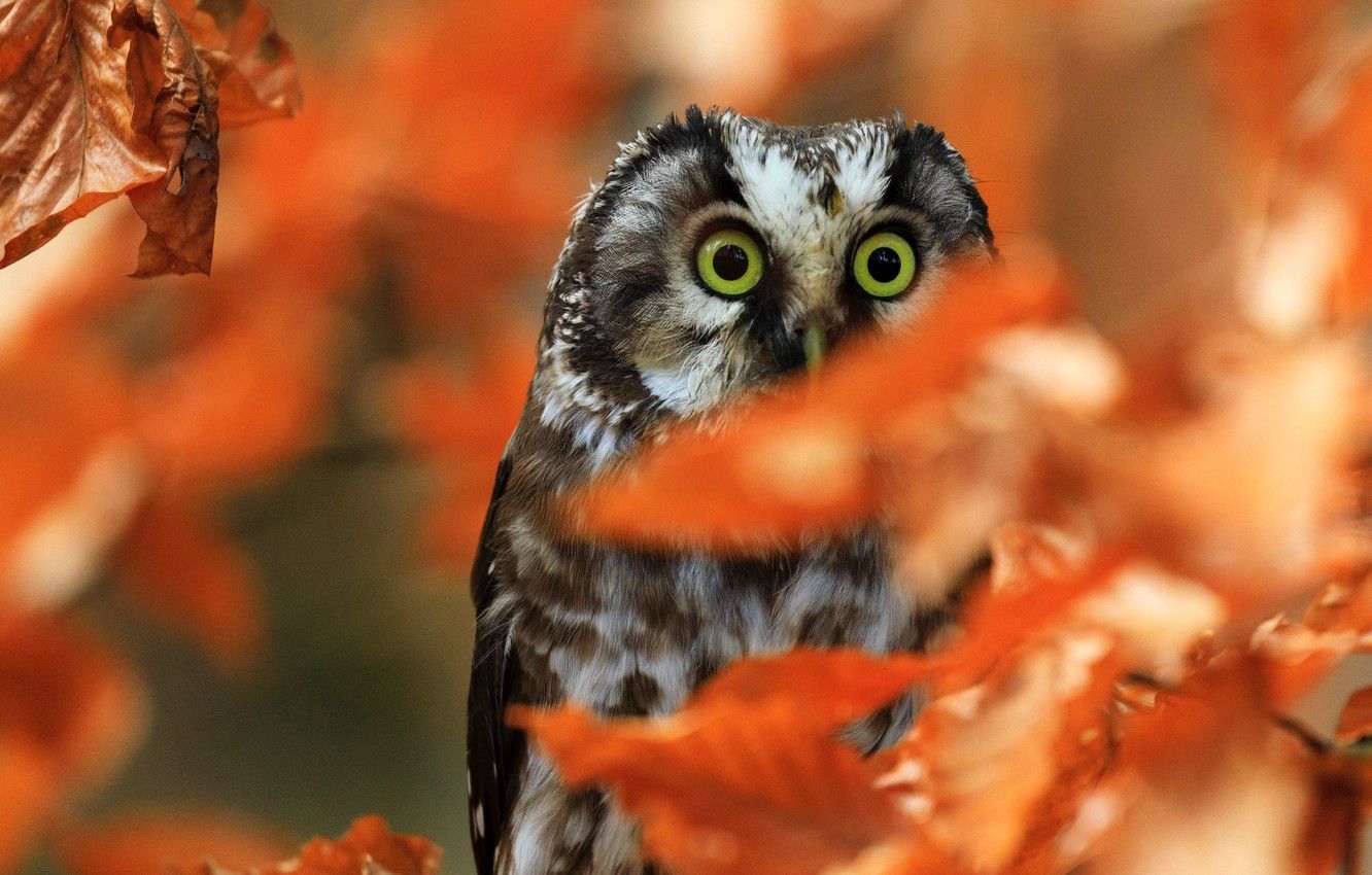 Wallpaper animals, bird, eyes, blur, owl, autumn leaves, glance image for desktop, section животные