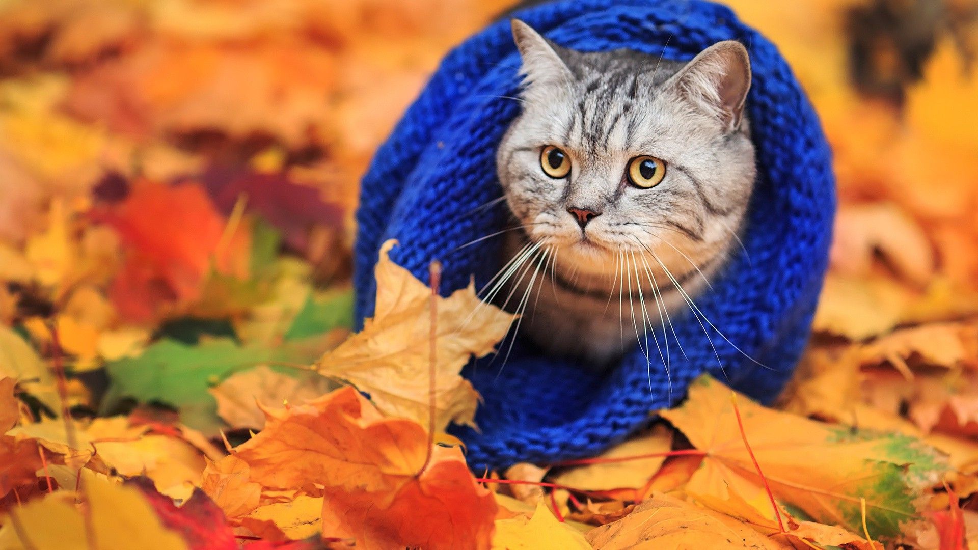 animals, Cat, Woolly Hat, Leaves, Fall Wallpaper HD / Desktop and Mobile Background