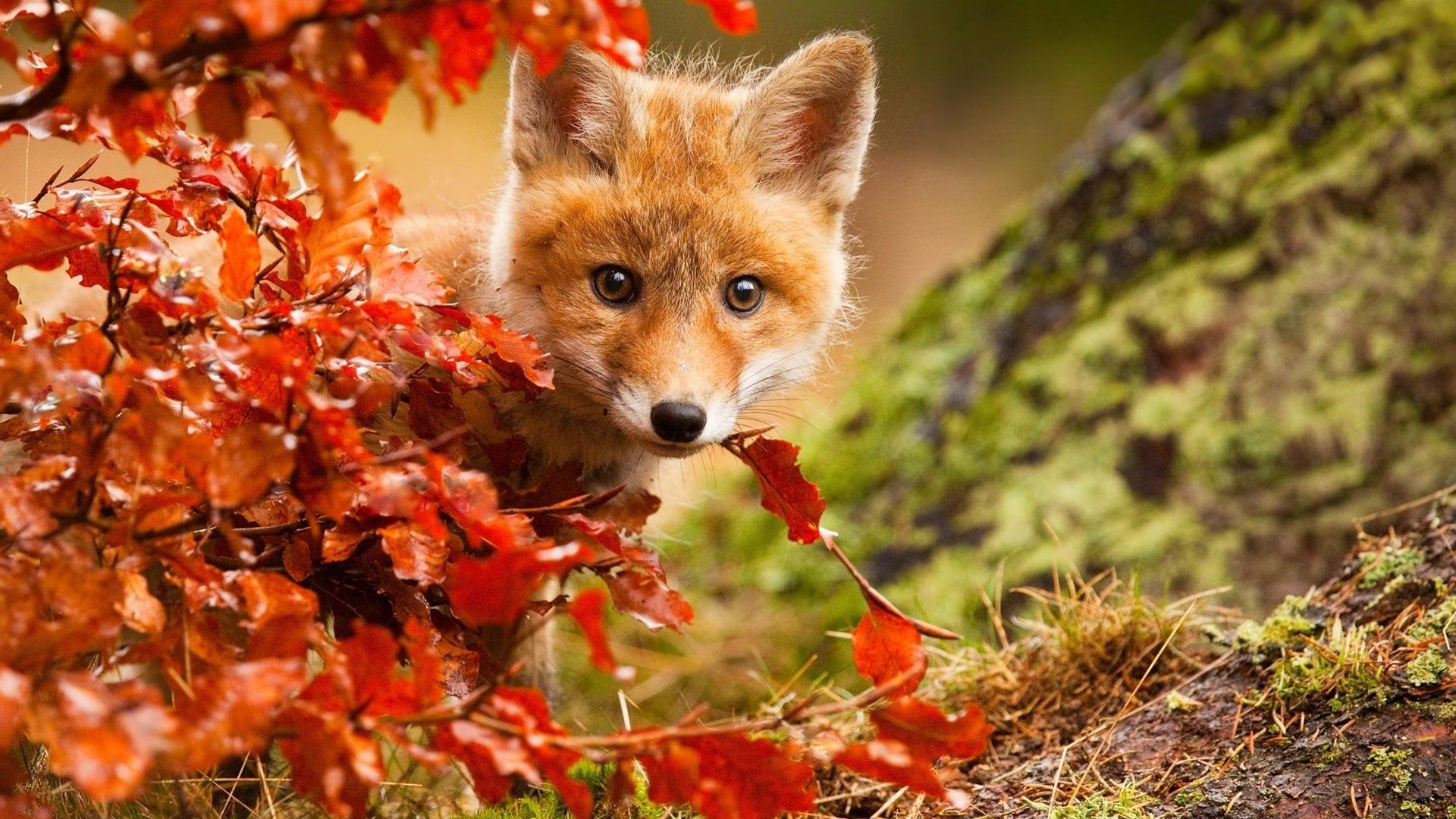 Cute Fall Wallpaper: Image