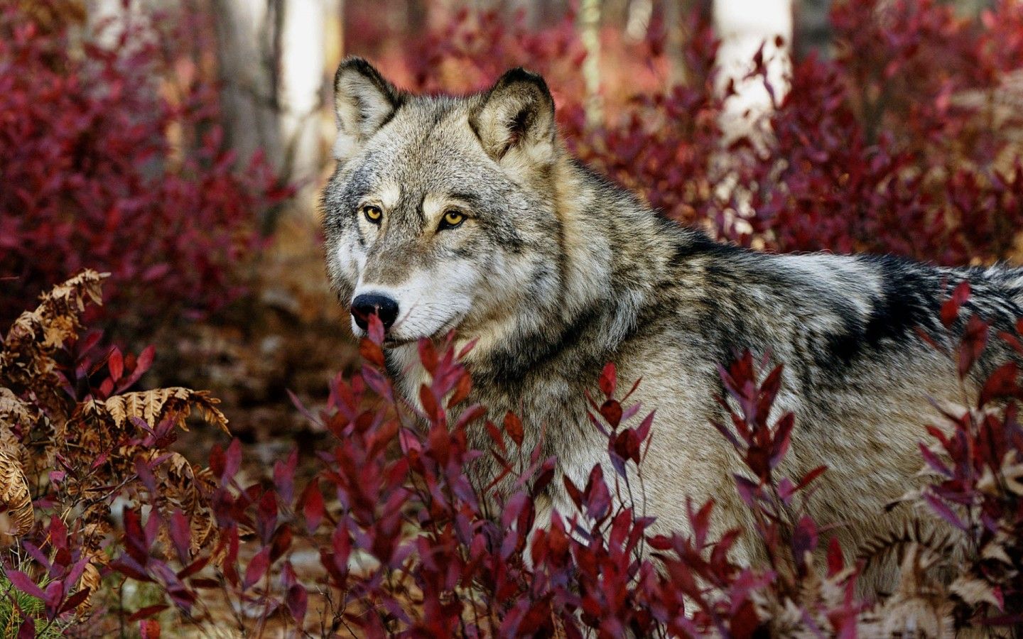 Autumn Wolves Wallpaper. Animals beautiful, Beautiful wolves, Wild wolf