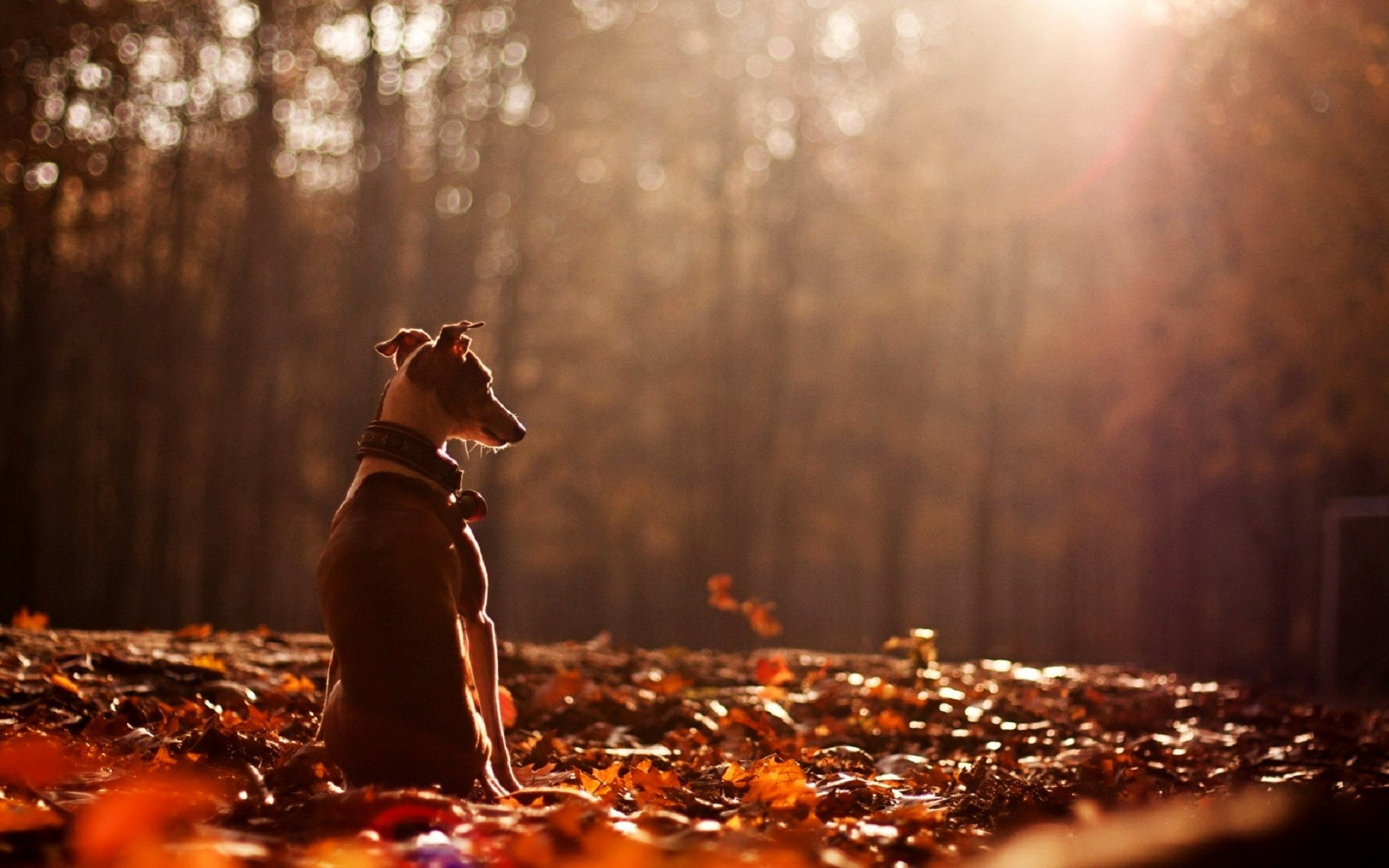 Cute dog animal alone forest autumn wallpaperx2400