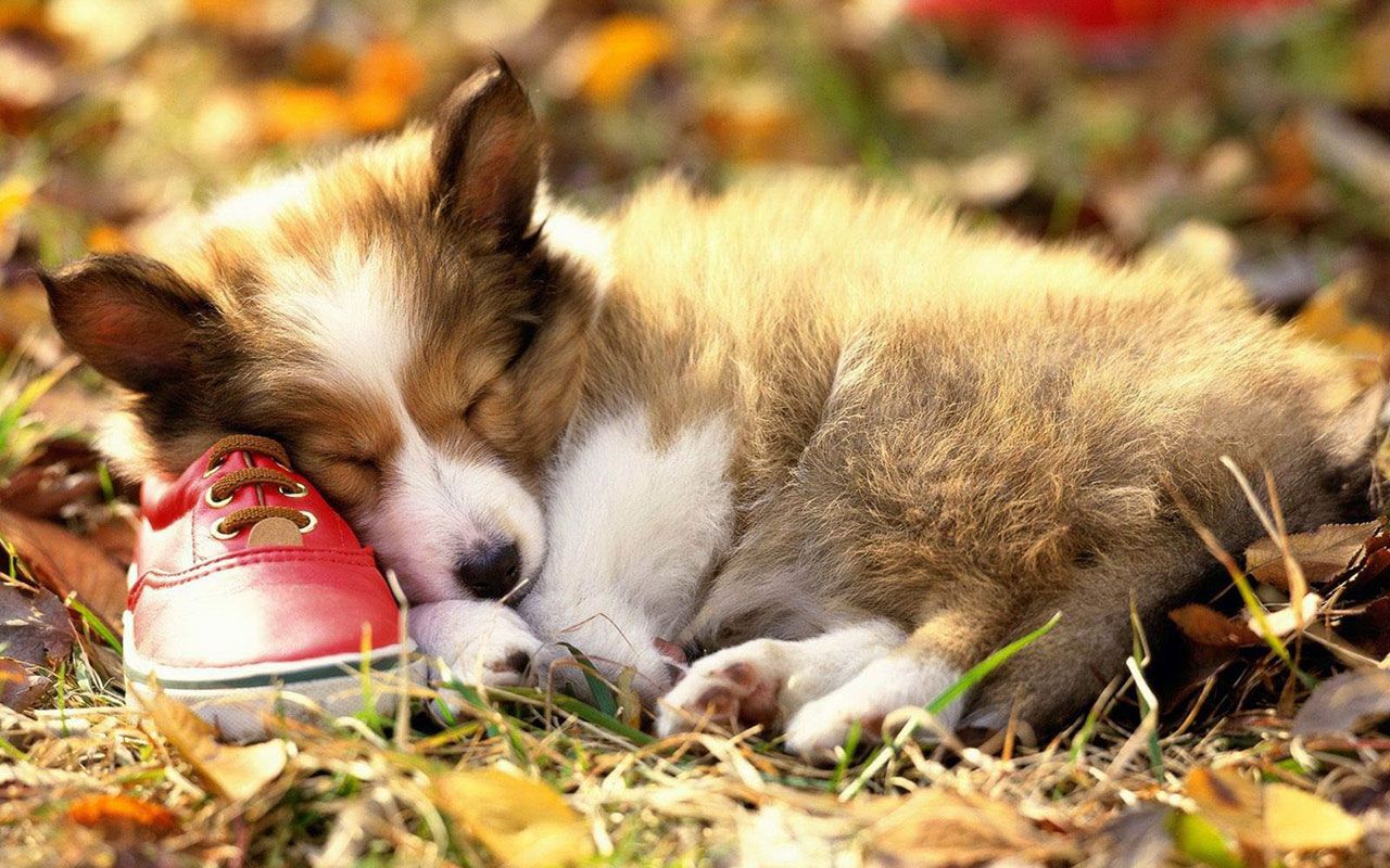 Autumn season wallpaper cute dog photography 6 － Animal