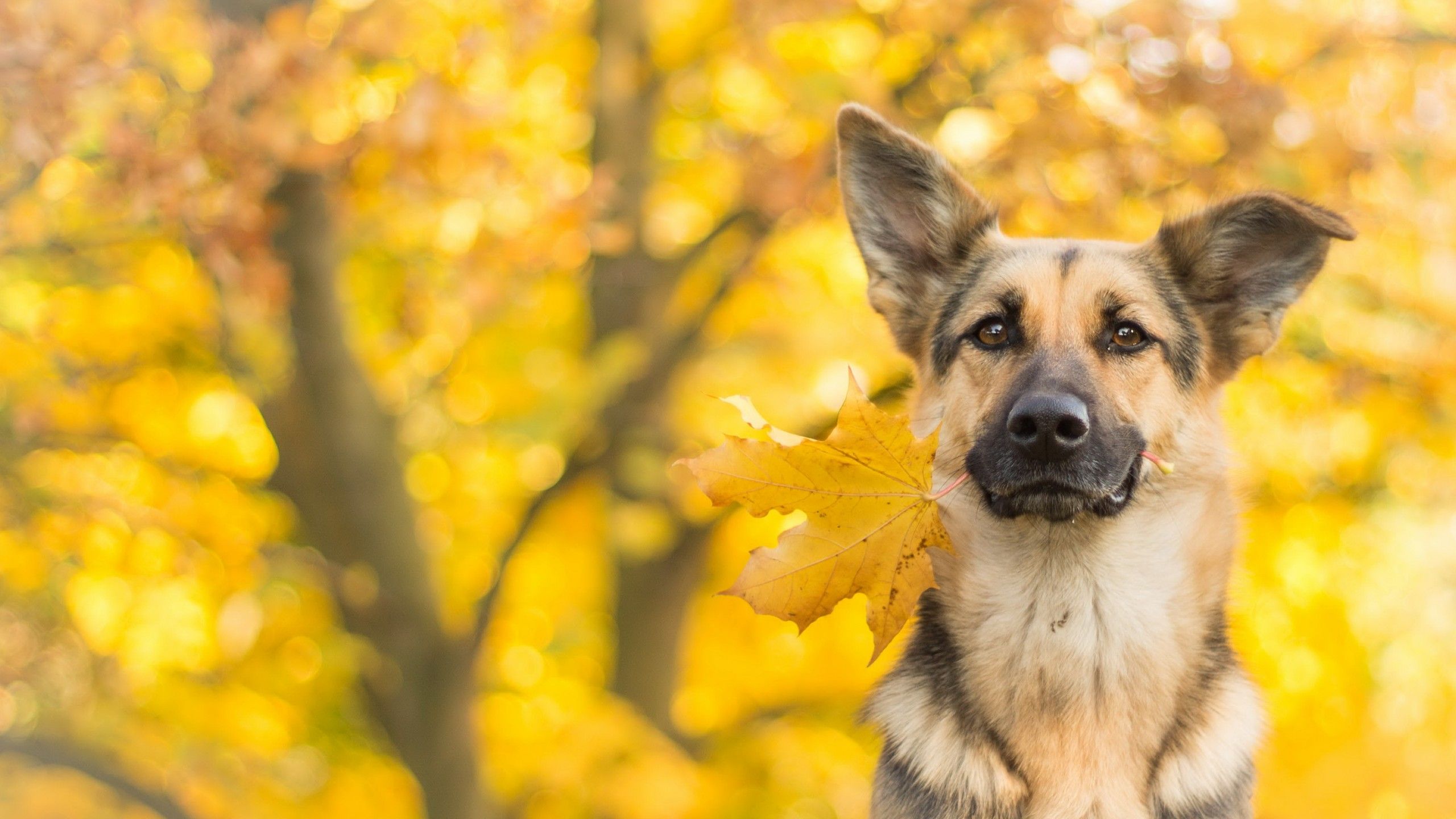 Wallpaper dog, cute animals, leaves, autumn, 4k, Animals