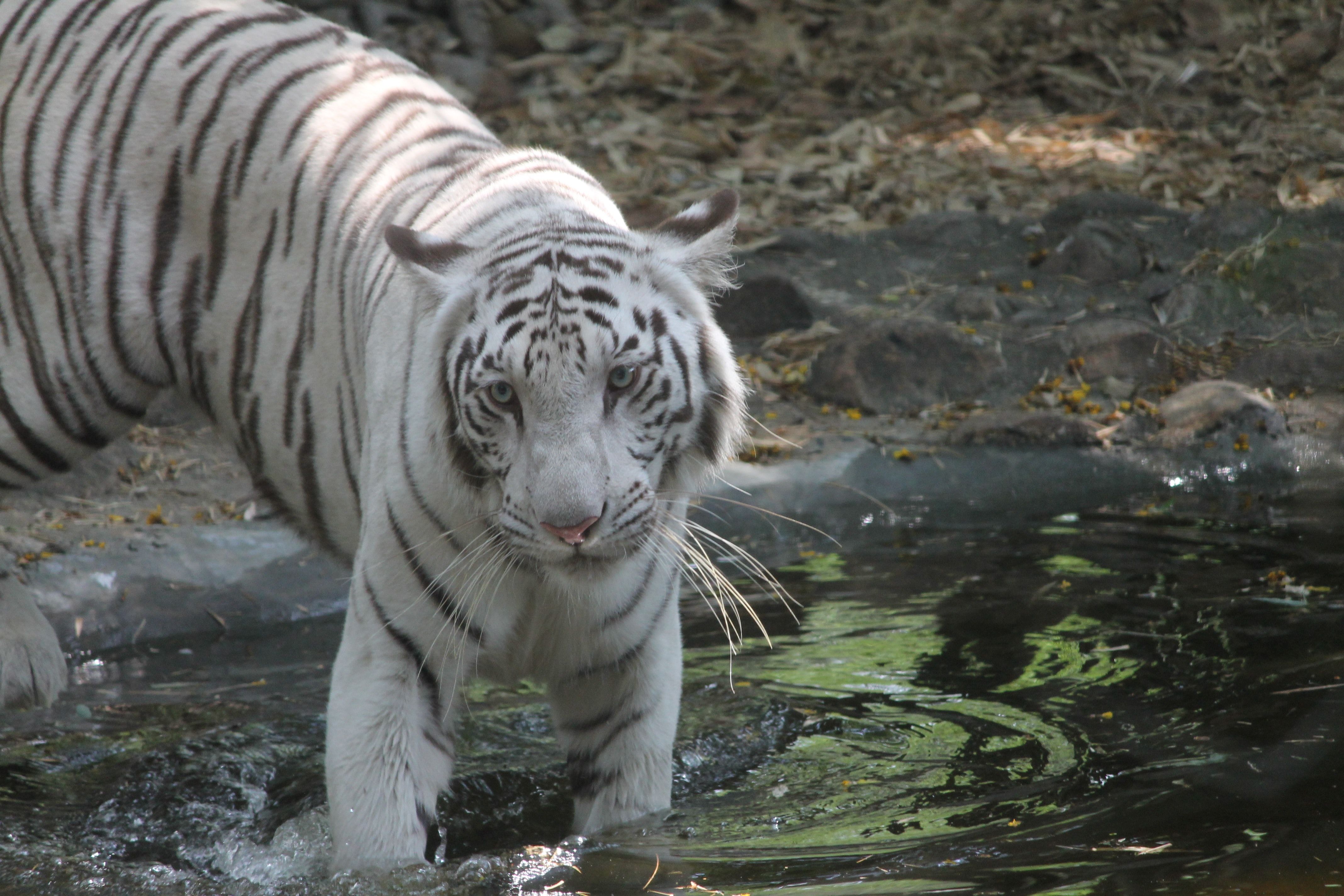 wallpaper macan putih seram