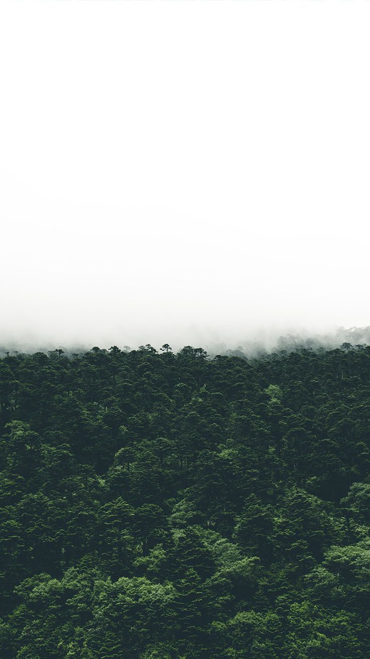 Bringing The Forest To You With 9 Free iPhone X Wallpaper