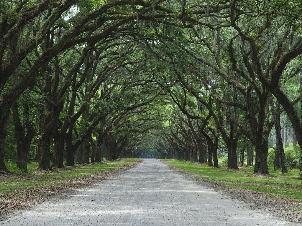 Wormsloe Wallpapers - Wallpaper Cave