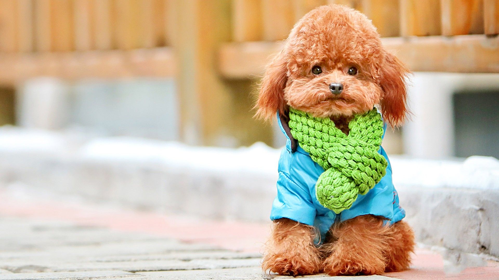 Download Toy Poodle Knit Sweater Wallpaper  Wallpaperscom