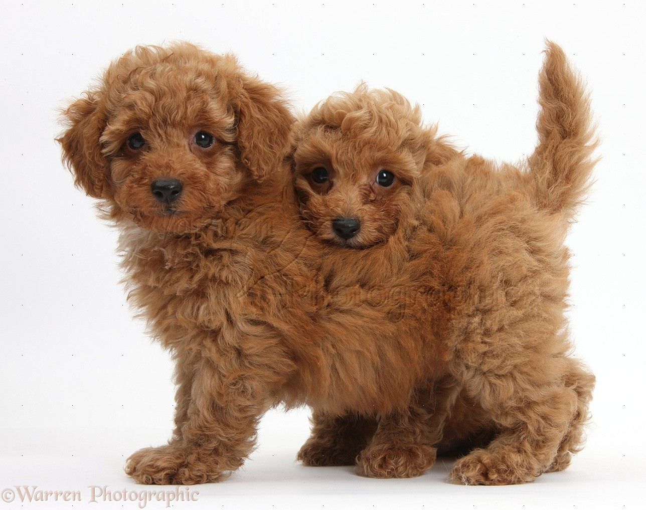 Free download Toy Poodle Puppies Red toy poodle puppies [1288x1017] for your Desktop, Mobile & Tablet. Explore Toy Poodle Wallpaper. Standard Poodle Wallpaper, Pink Poodle Wallpaper, Free Poodle Puppy Wallpaper