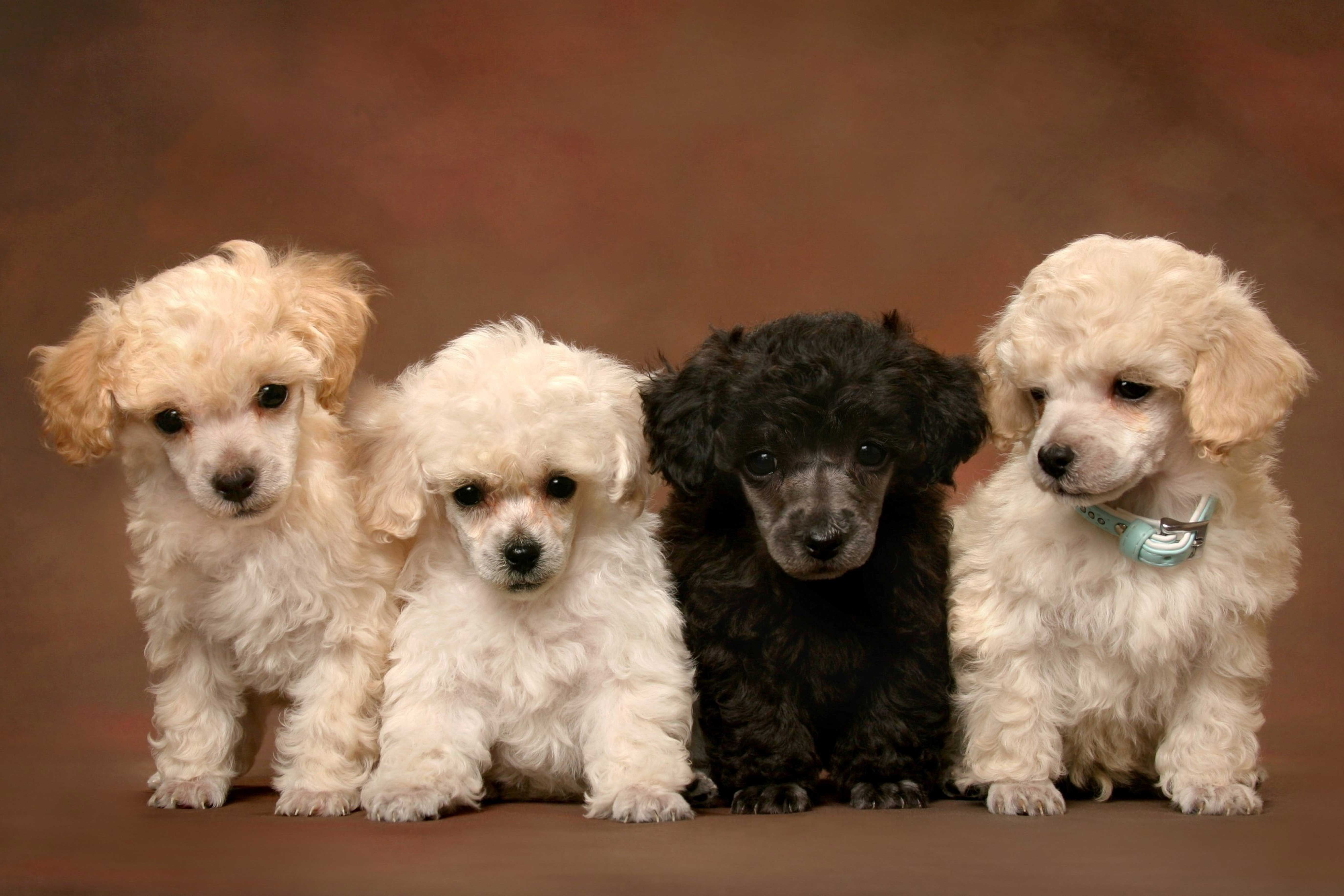 poodles wallpaper. Cute Poodle Puppies Wallpaper. Poodle puppy, Poodle, Dog breeds