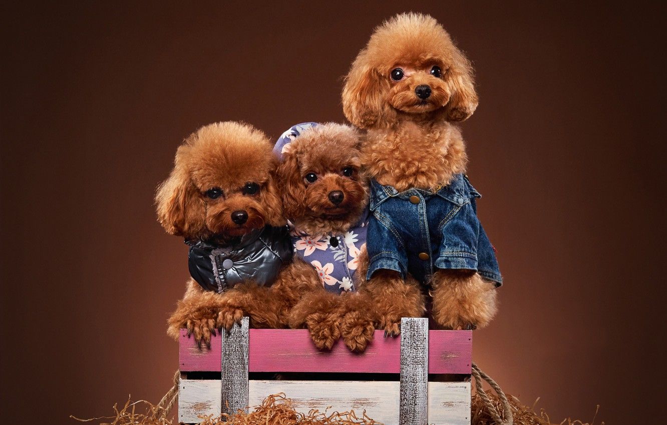 Wallpaper dogs, box, trio, photohoot, outfits, Trinity, poodles, doggie, Toy poodle image for desktop, section собаки