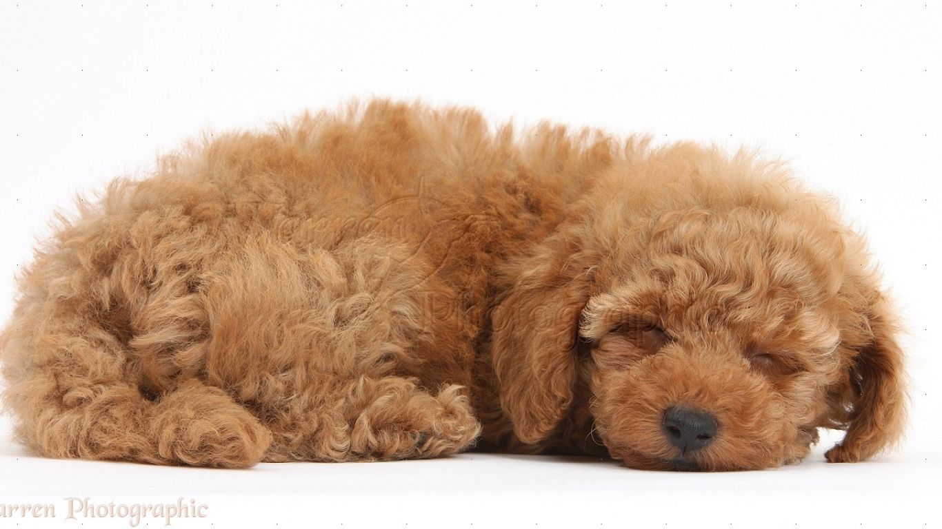 Free download WP39635 Two cute red Toy Poodle puppy 8 weeks old sleeping [1606x816] for your Desktop, Mobile & Tablet. Explore Toy Poodle Wallpaper. Standard Poodle Wallpaper, Pink Poodle
