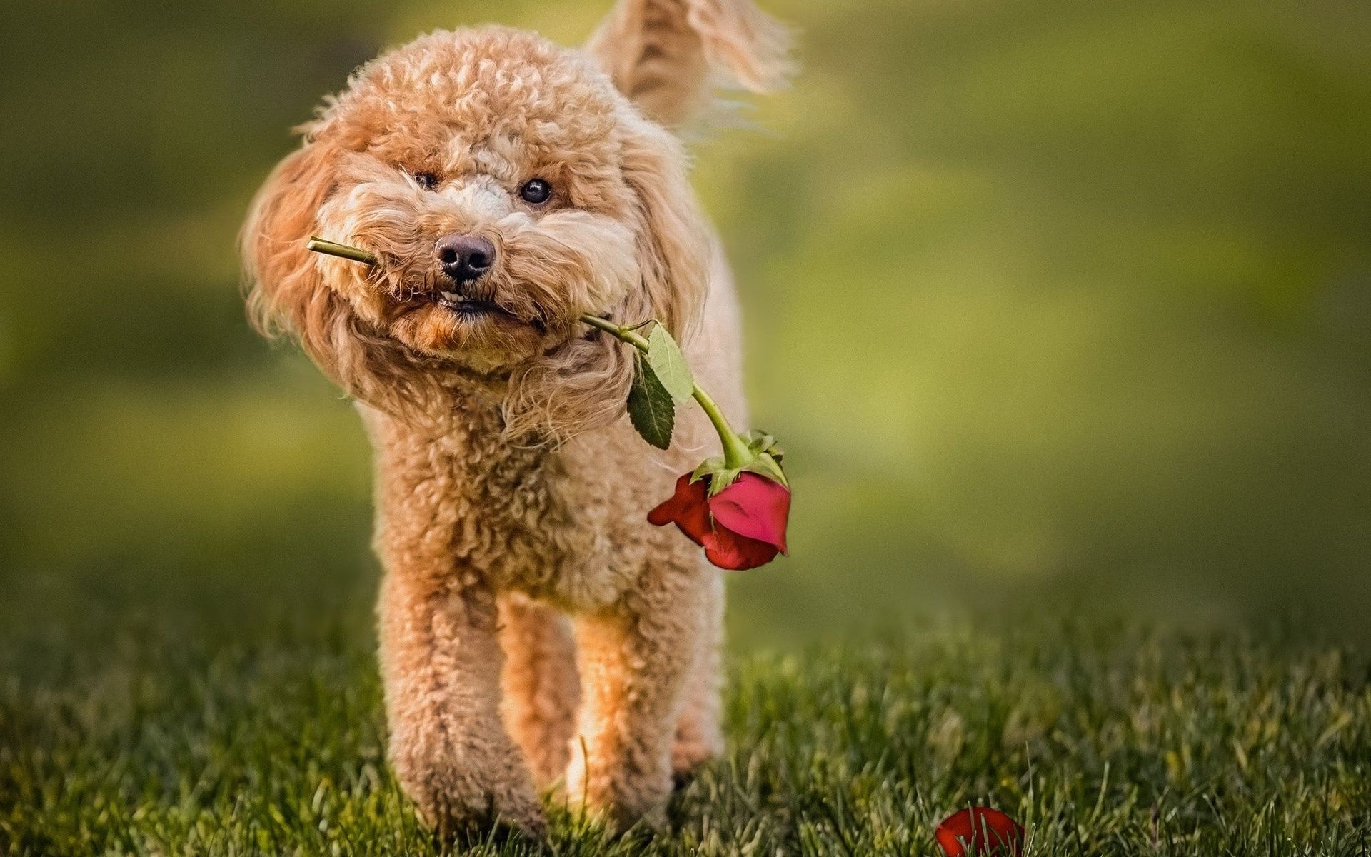 Download wallpaper Toy Poodle, puppy, rose, curly dog, pets, dogs, funny dog, Labradoodle Dog for desktop with resolution 1920x1200. High Quality HD picture wallpaper