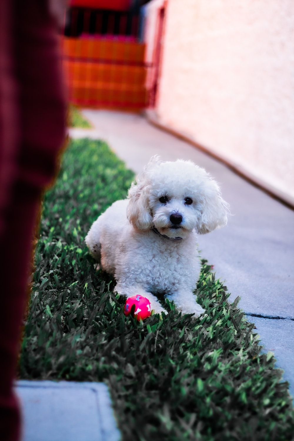 Toy Poodle Picture. Download Free Image