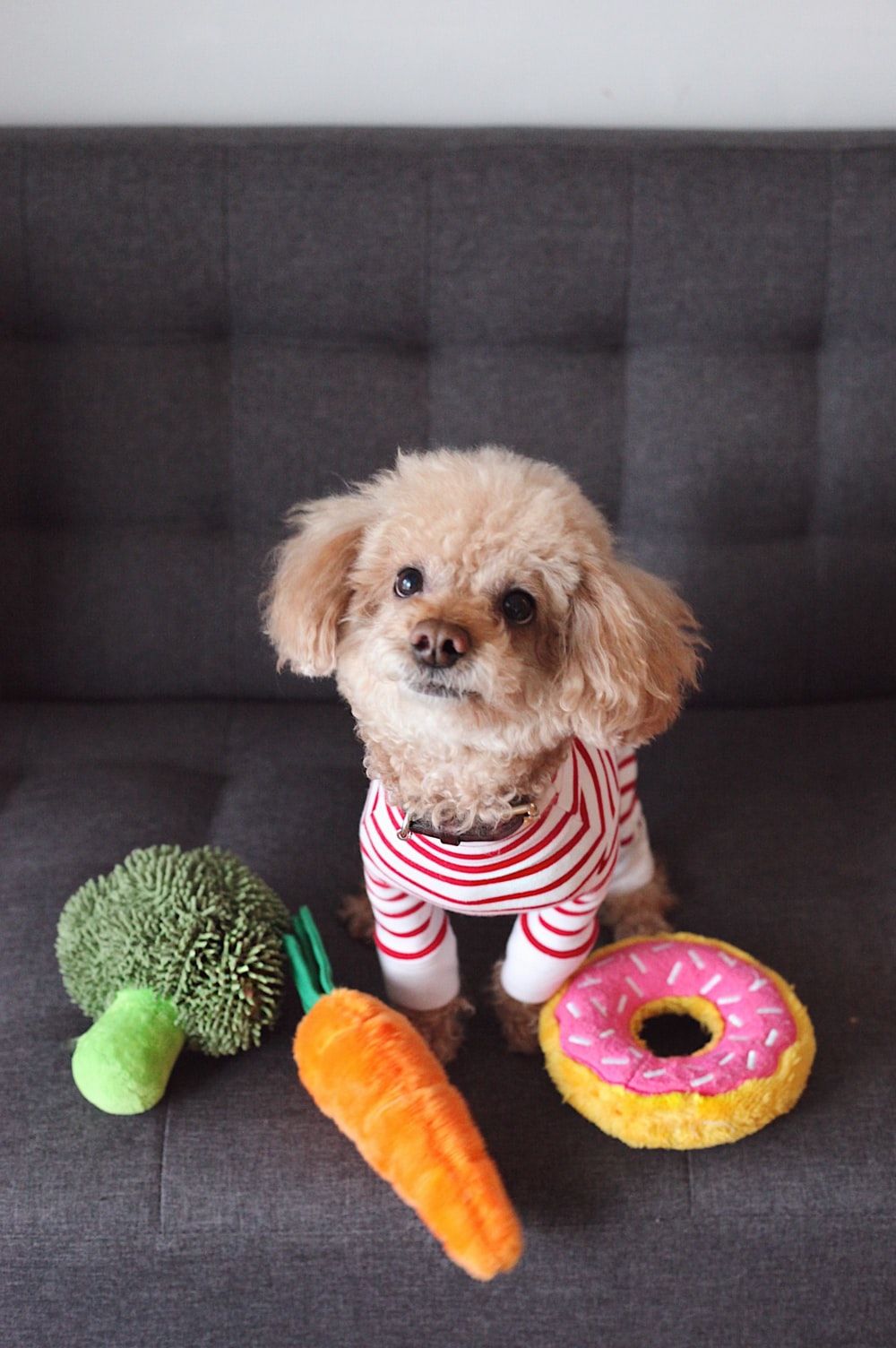 Toy Poodle Picture. Download Free Image