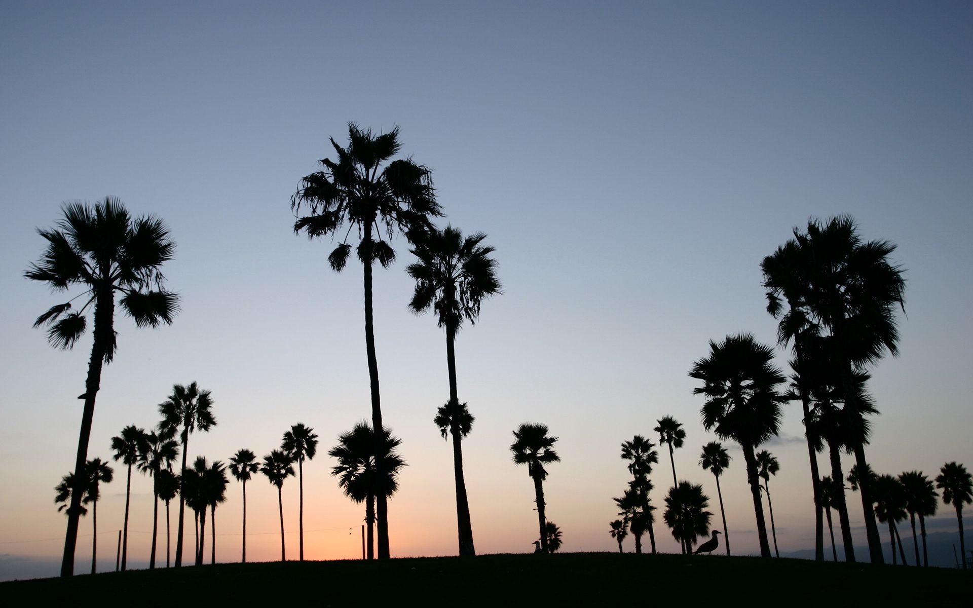 48+] California Palm Trees Wallpapers