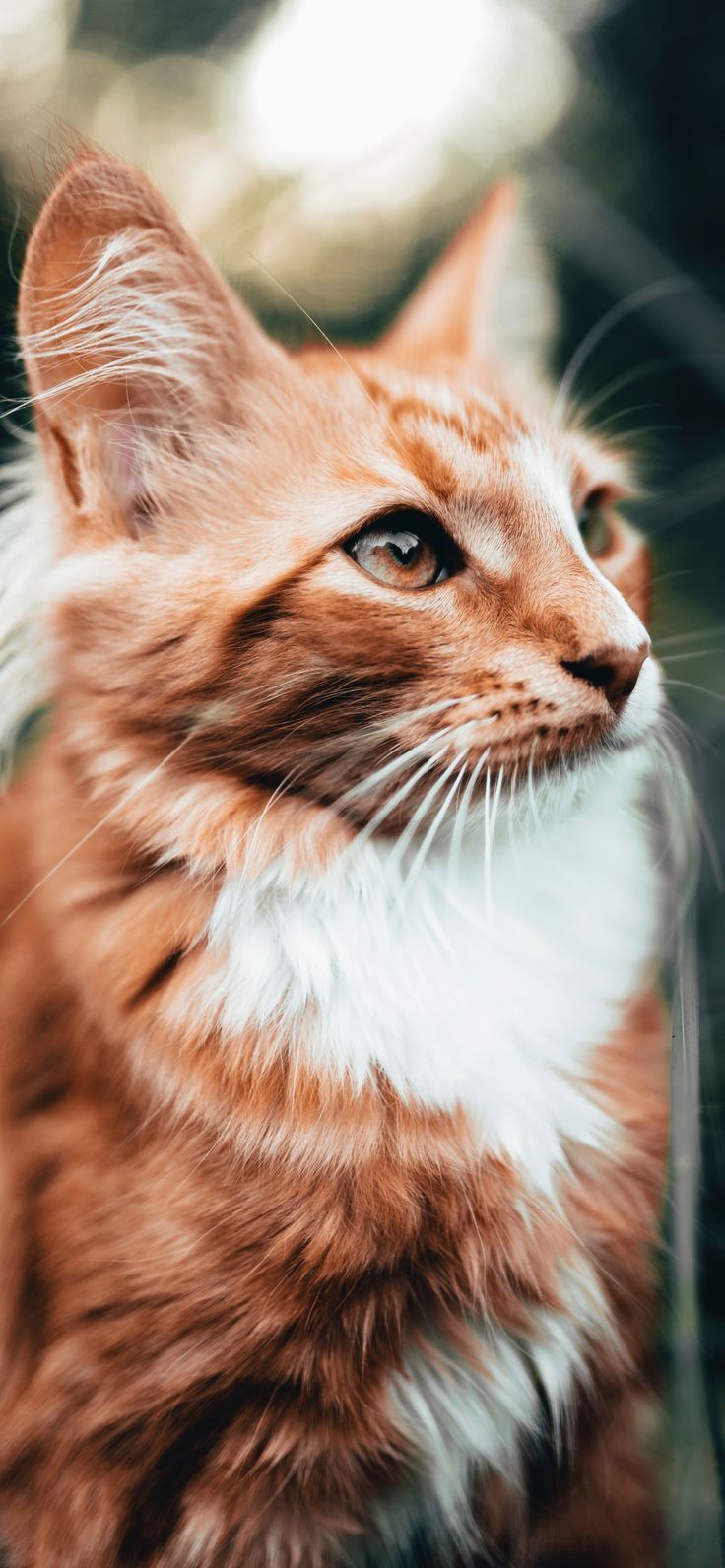 Beautiful Orange Cat Wallpaper For iPhone XR, iPhone XS, iPhone XS Max 2. - #Beautiful #Cat #iPhone #Max #Meow. Cat photography, Cat wallpaper, Orange cat