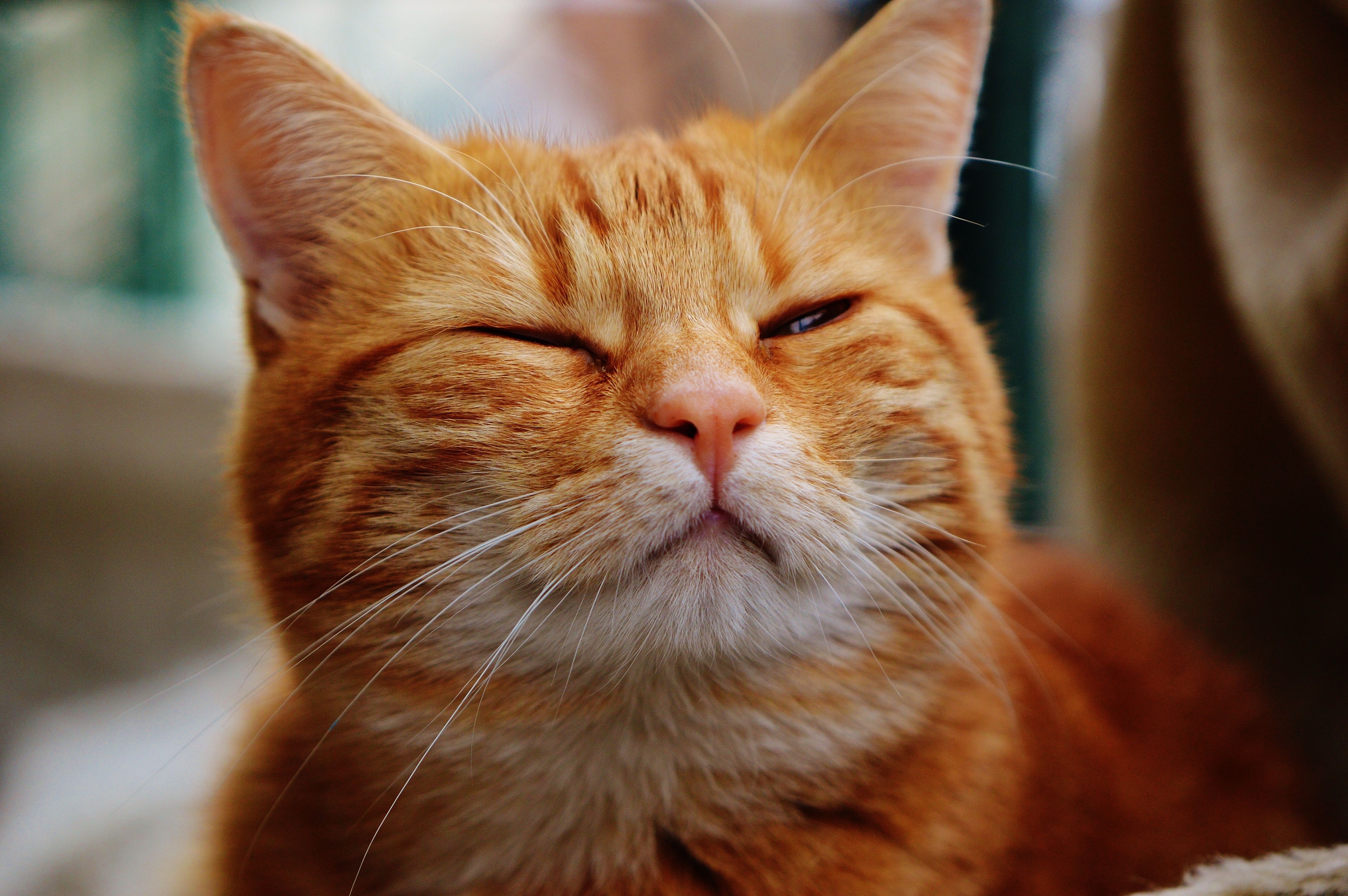 Free download orange tabby cat image Peakpx [4512x3000] for your Desktop, Mobile & Tablet. Explore Orange Cat Wallpaper. Orange Cat Wallpaper, Orange Wallpaper, Background Orange