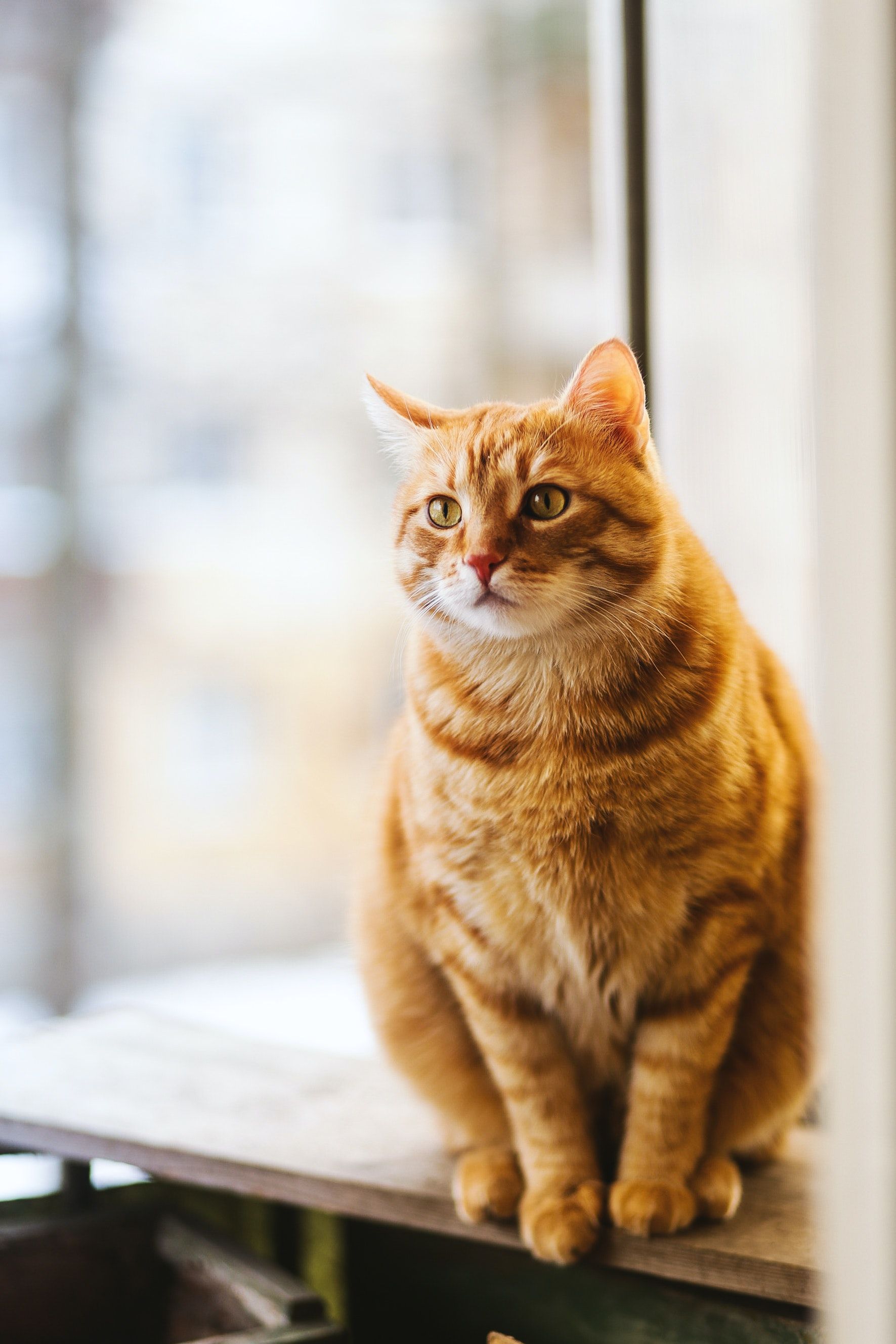 Selective Focus Photography of Orange Tabby Cat · Free