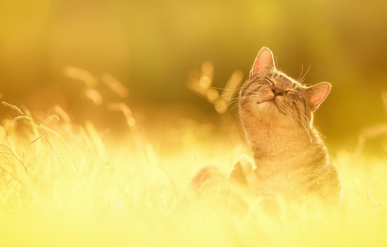 Wallpaper grass, the sun, happiness, nature, Cat image for desktop, section кошки