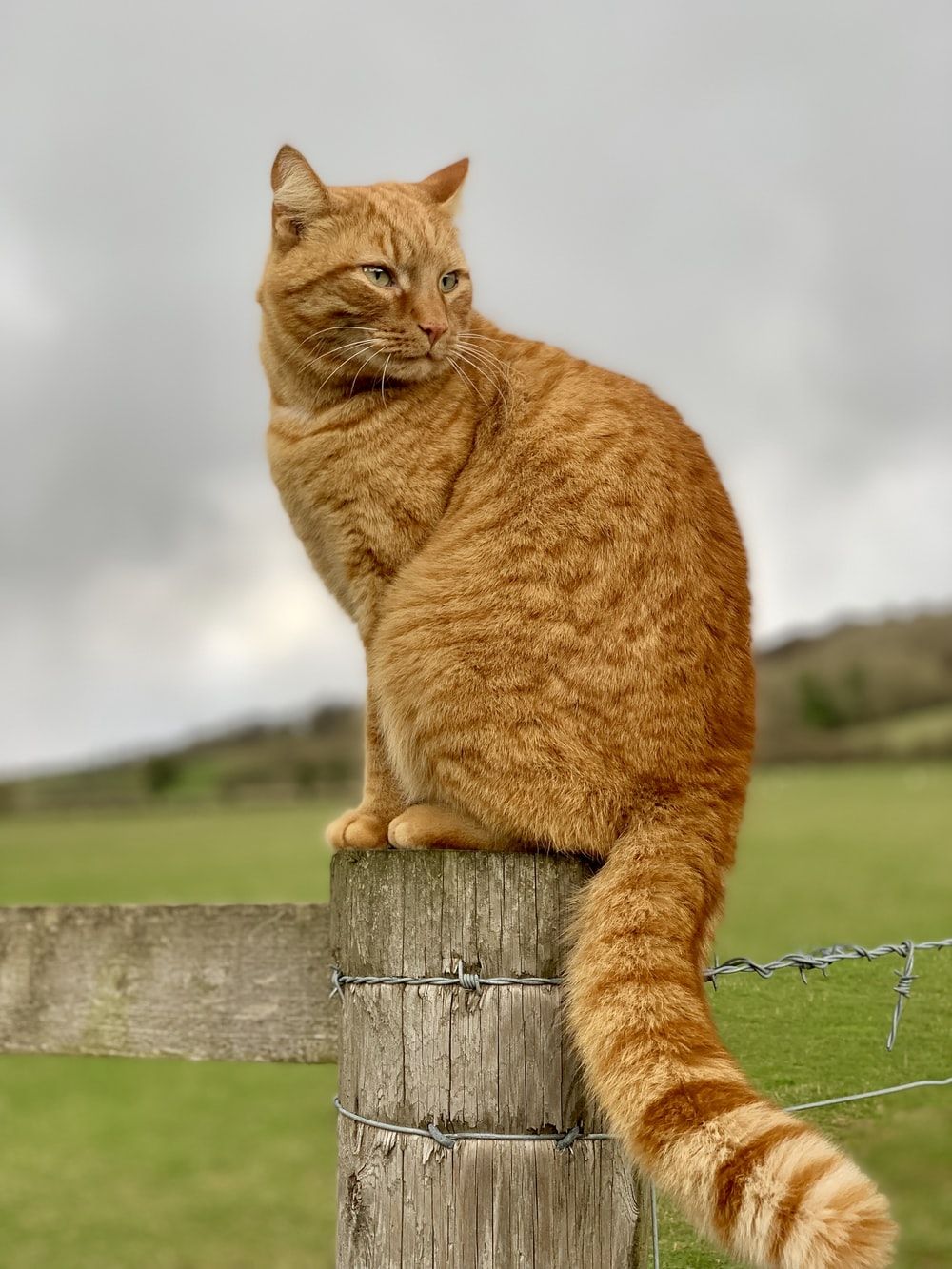 Ginger Cat Picture [HD]. Download Free Image