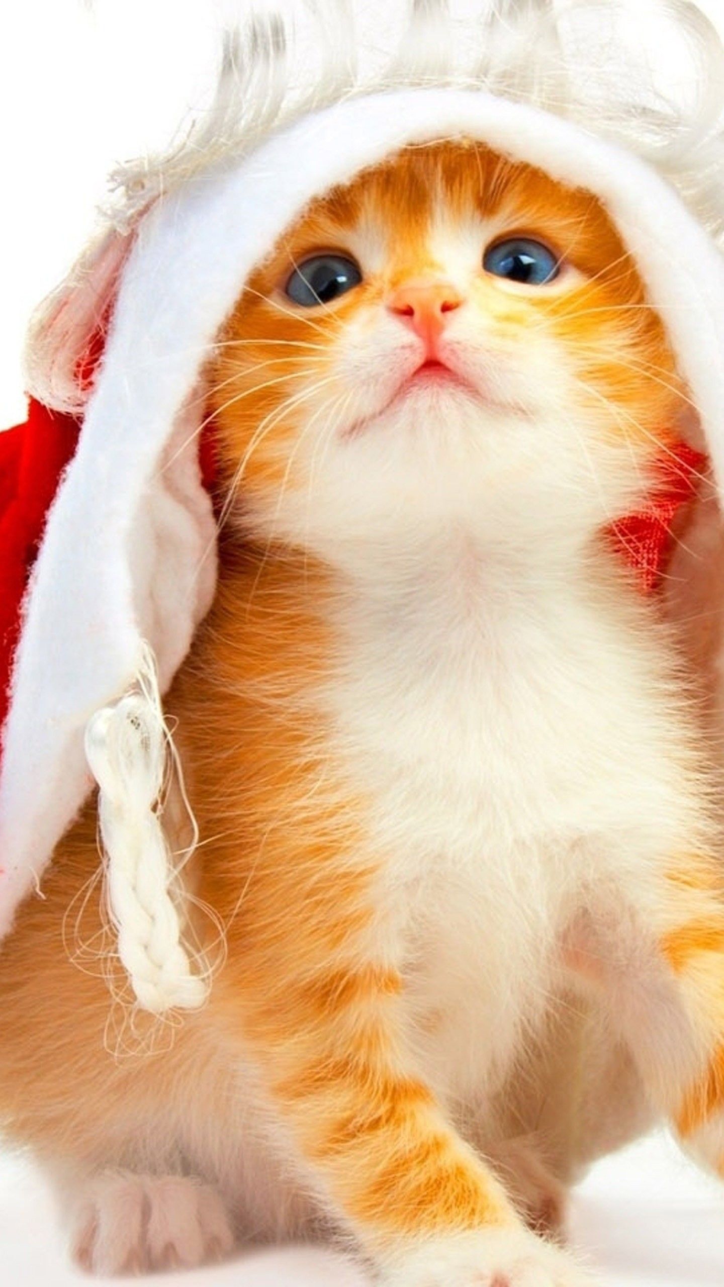 Cute Cats HD Wallpaper for LG G5