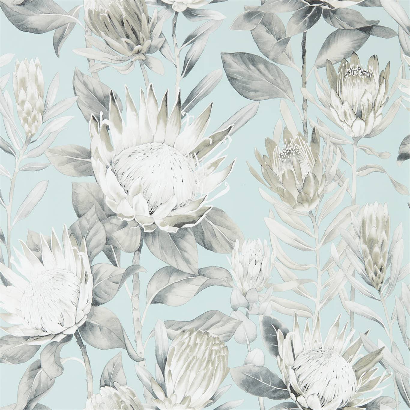 Protea Wallpapers - Wallpaper Cave