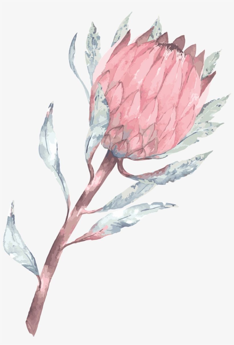 Protea Wallpapers - Wallpaper Cave