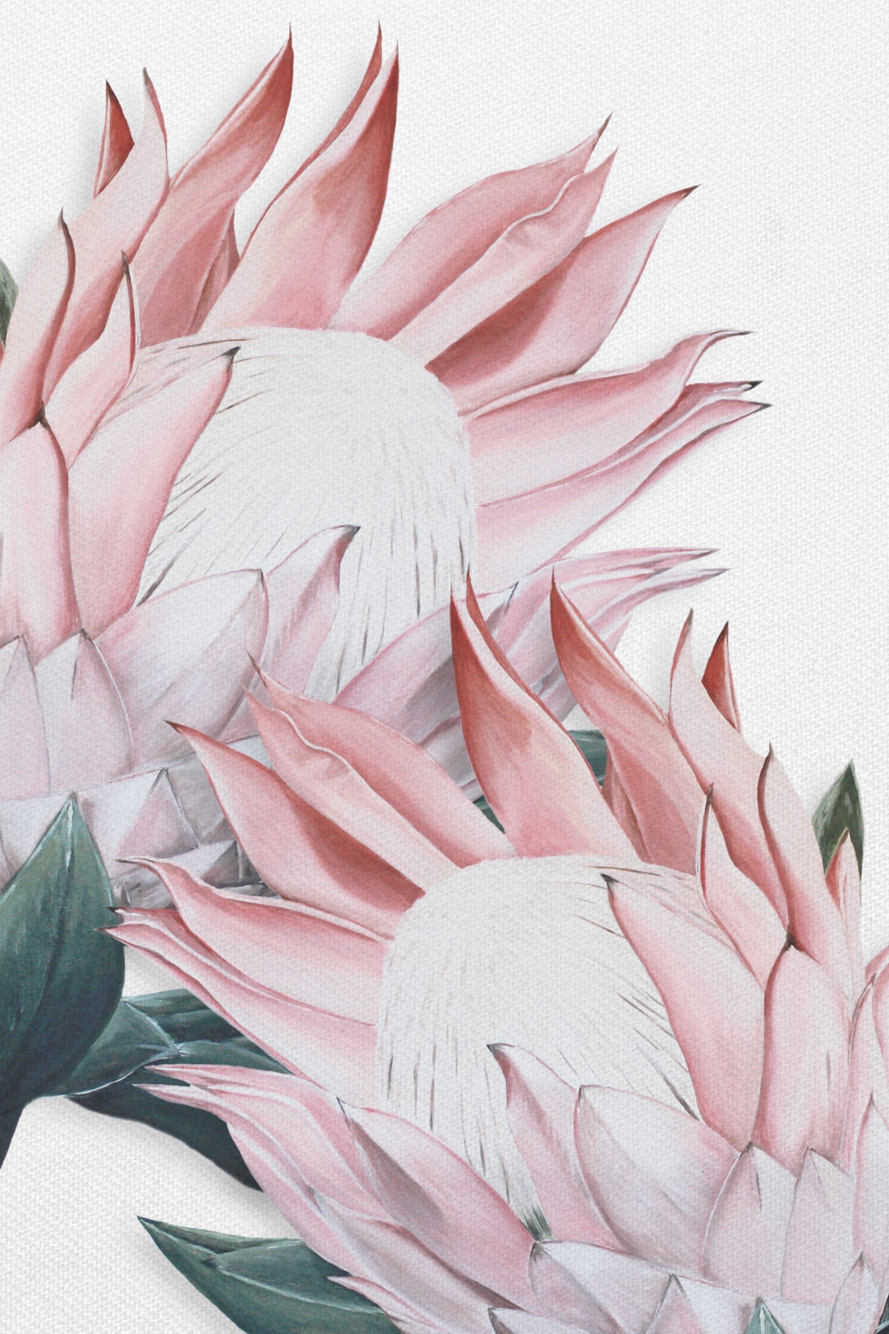 Protea Wallpapers - Wallpaper Cave