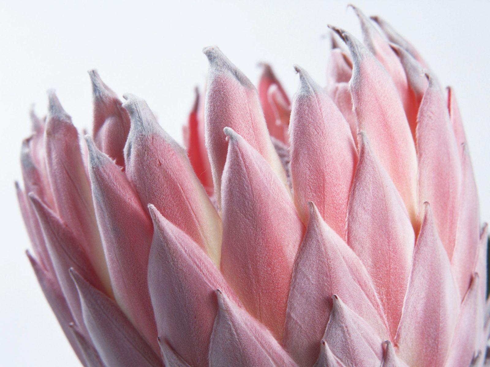 Protea Wallpapers - Wallpaper Cave