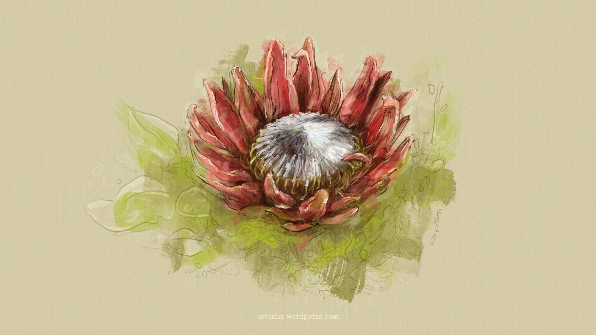 Protea Wallpapers - Wallpaper Cave