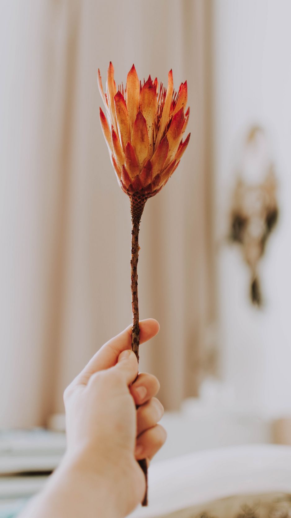 Download Wallpaper 938x1668 Protea, Flower, Orange, Hand Iphone 8 7 6s 6 For Parallax HD Background