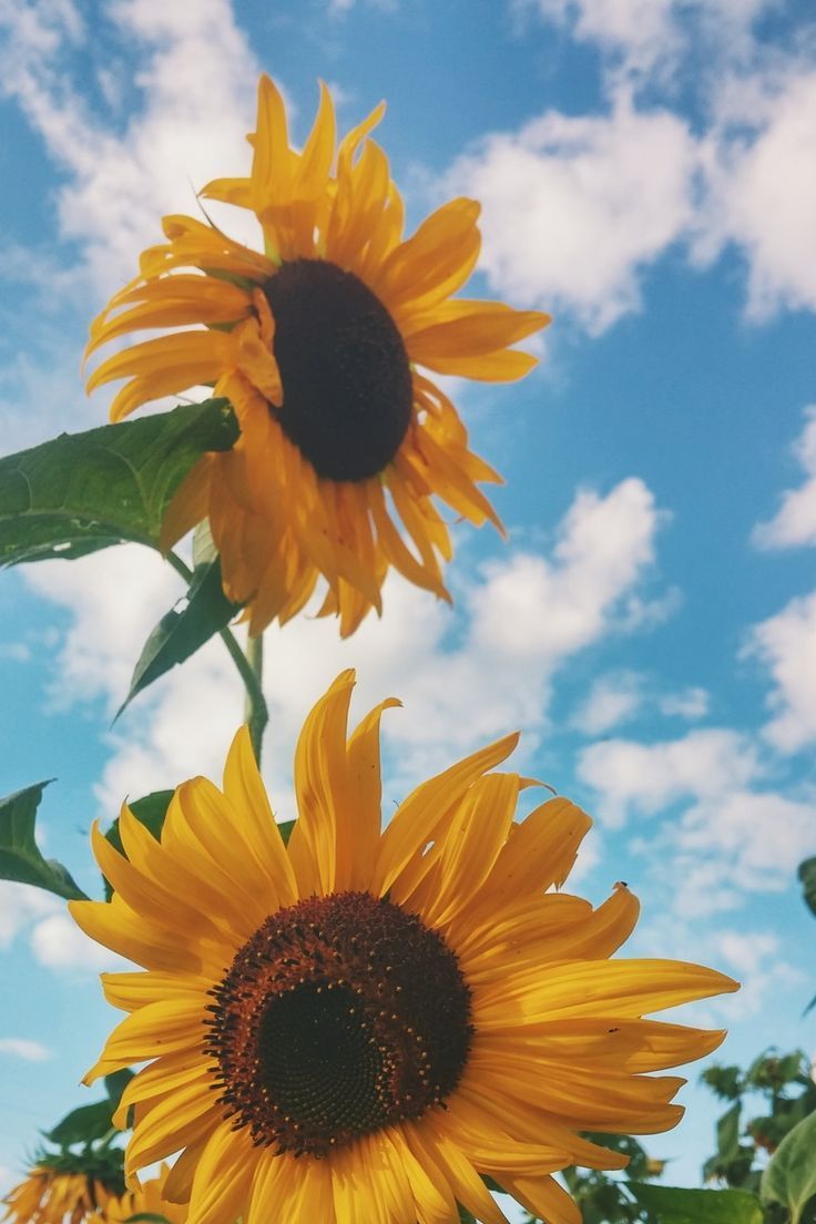 Sunflowers Sky Wallpapers - Wallpaper Cave