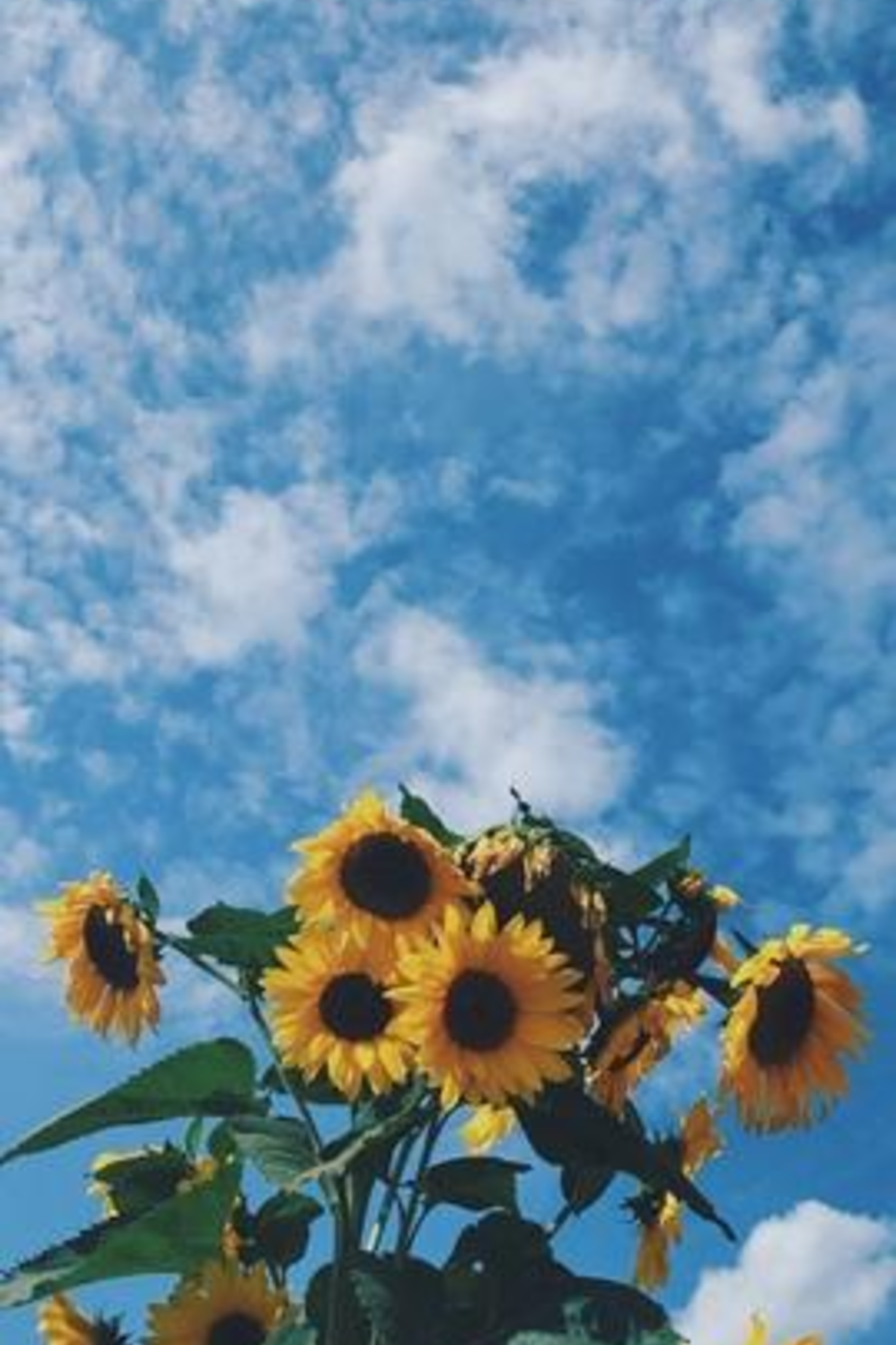 USA PALM seeks to make our oceans more biodiverse and abundant by winning policy victories in in 2020 iphone wallpaper, Aesthetic wallpaper, Sunflower wallpaper