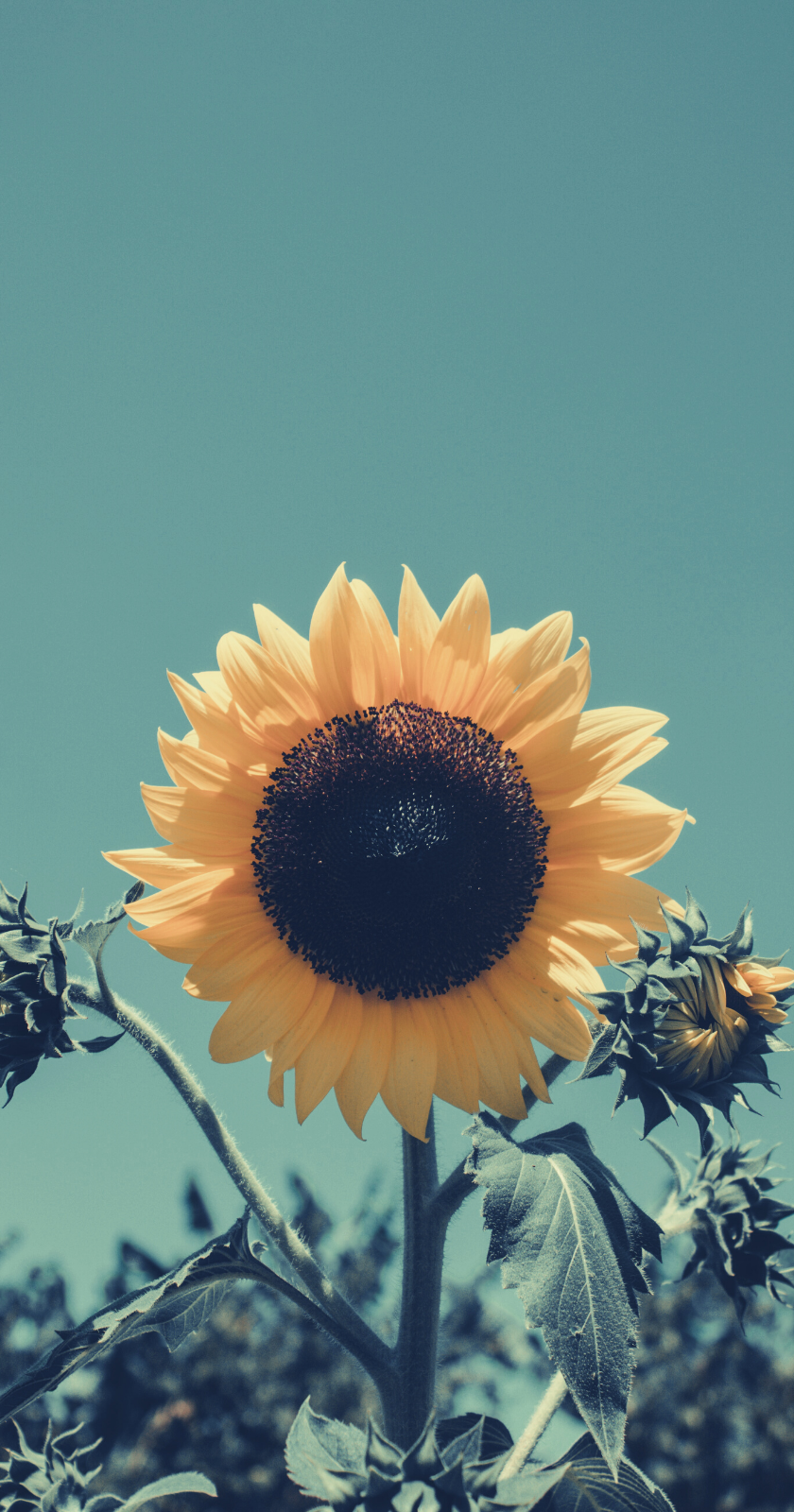 Sunflowers Sky Wallpapers - Wallpaper Cave