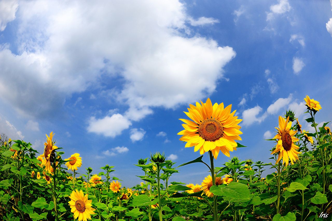Sunflowers Sky Wallpapers - Wallpaper Cave