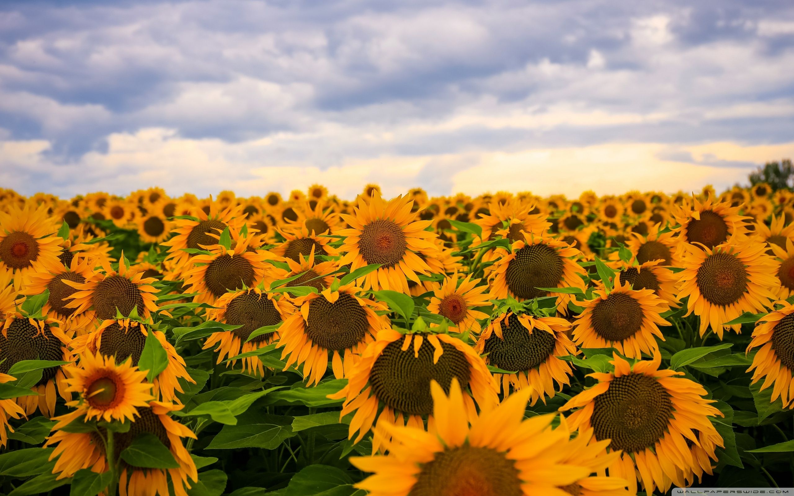 Sunflower Field, Clouds, Sky Ultra HD Desktop Background Wallpaper for 4K UHD TV, Widescreen & UltraWide Desktop & Laptop, Multi Display, Dual Monitor, Tablet