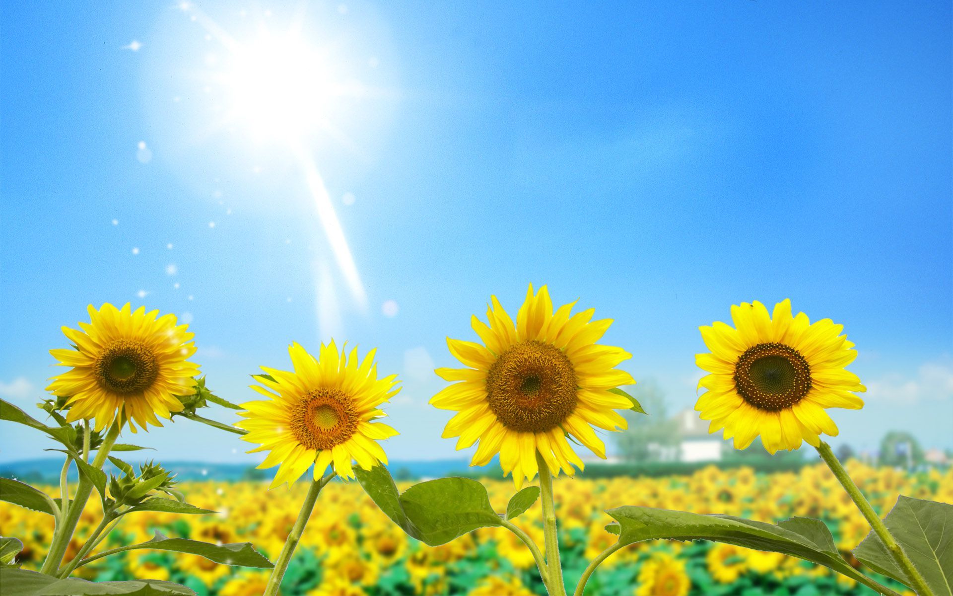 Gorgeous Sunflowers And Blue Sky Background HD Image For Wallpaper